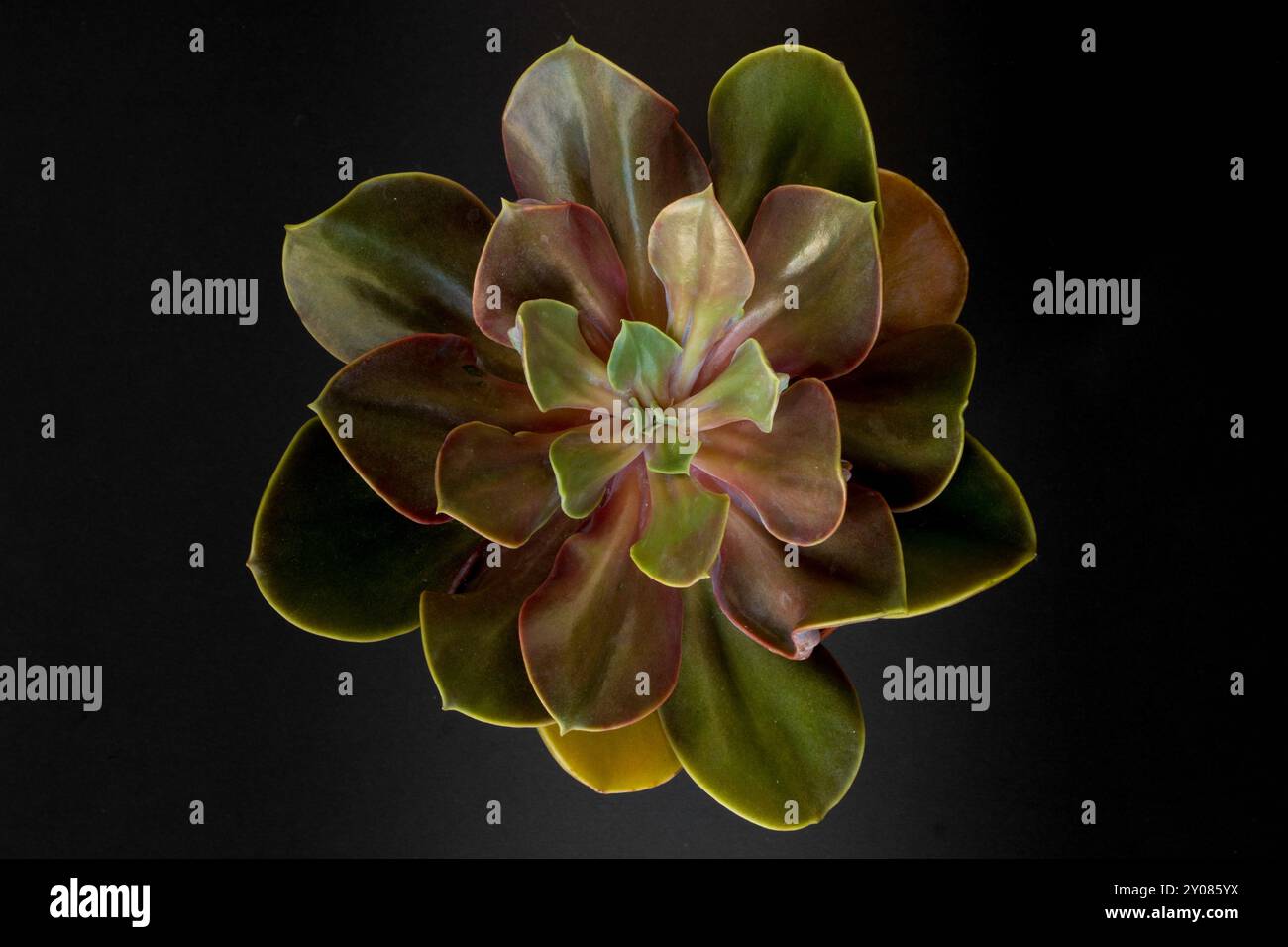 Echeveria Sukkulente Pflanze auf schwarzem Hintergrund, Draufsicht Stockfoto