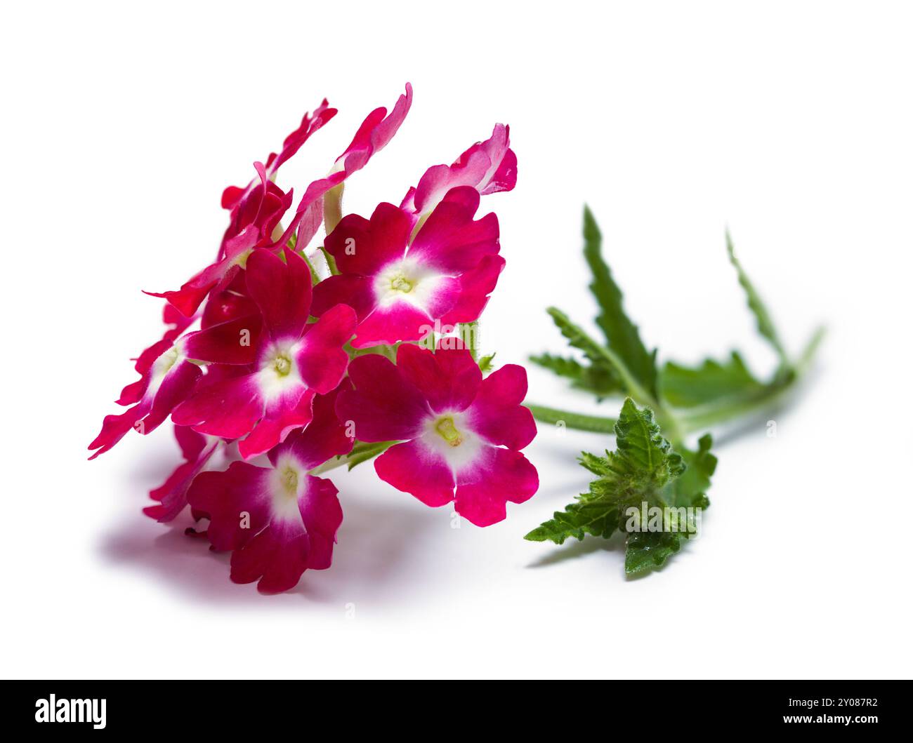 Rosa Wildblumen auf weiß. Stockfoto