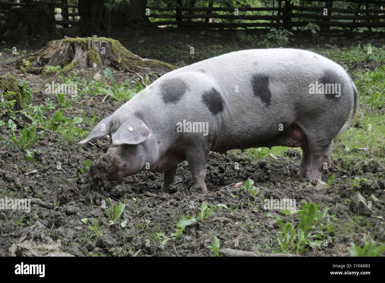 Bentheimer Landschwein Stockfoto