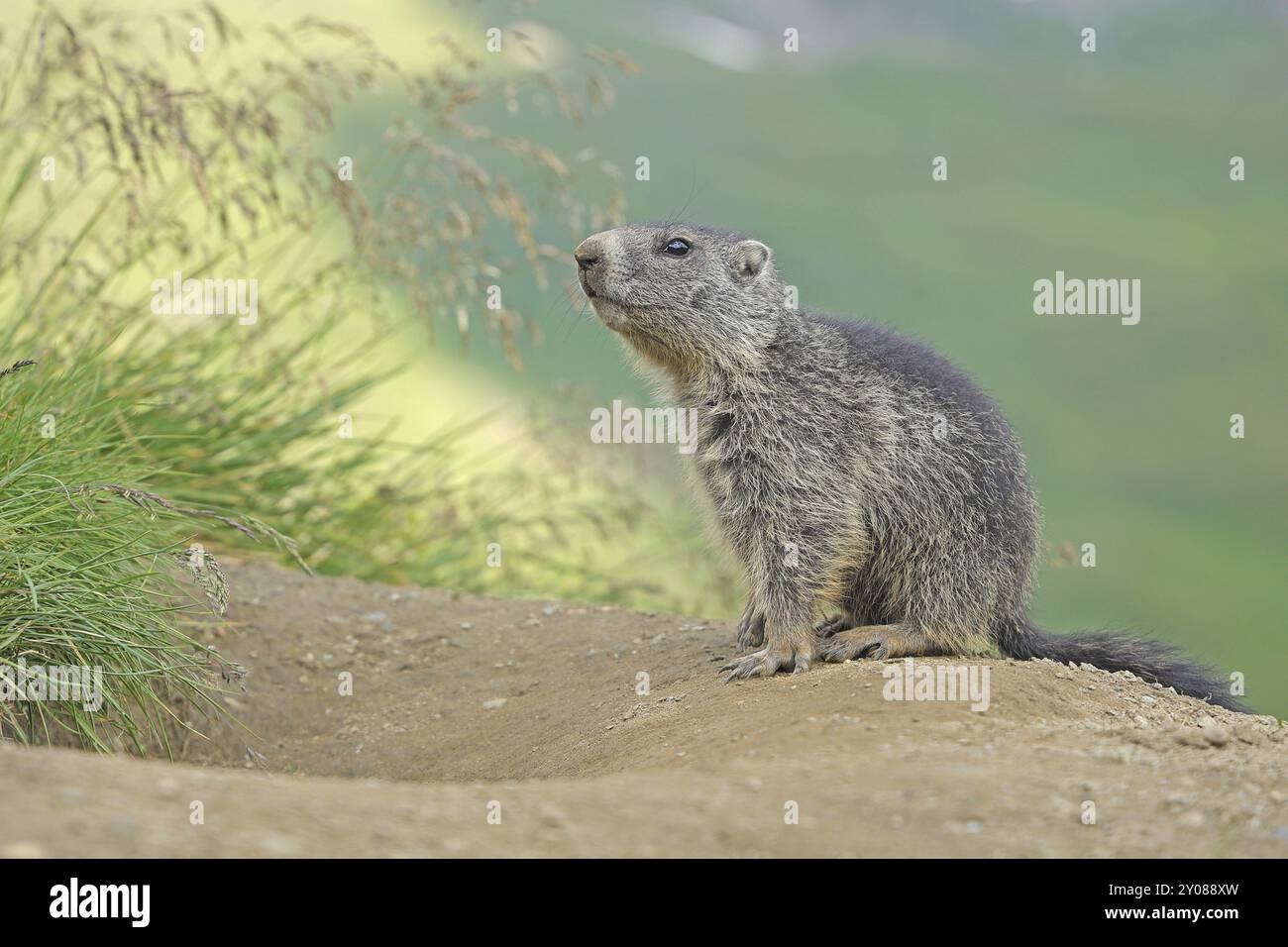 Murmeltier (Marmota), Großglockner Hochalpenstraße, Salzburger Land, Österreich, Europa Stockfoto