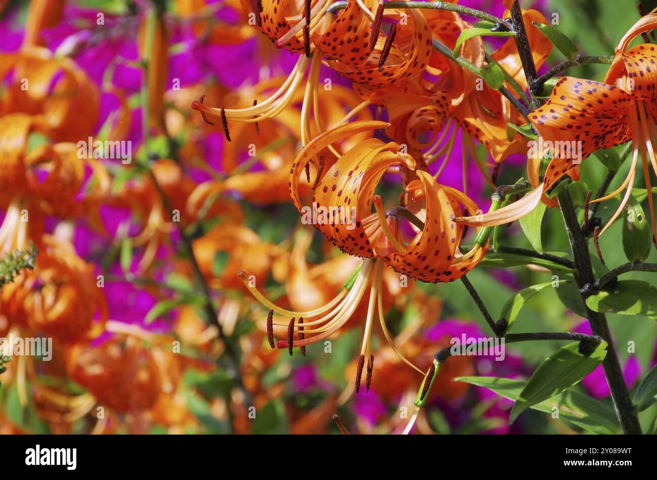 Lily, Lily 14 Stockfoto