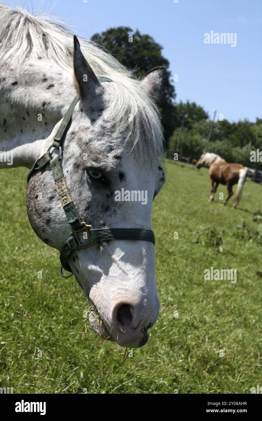 Piebaldpferd auf einer Weide Stockfoto