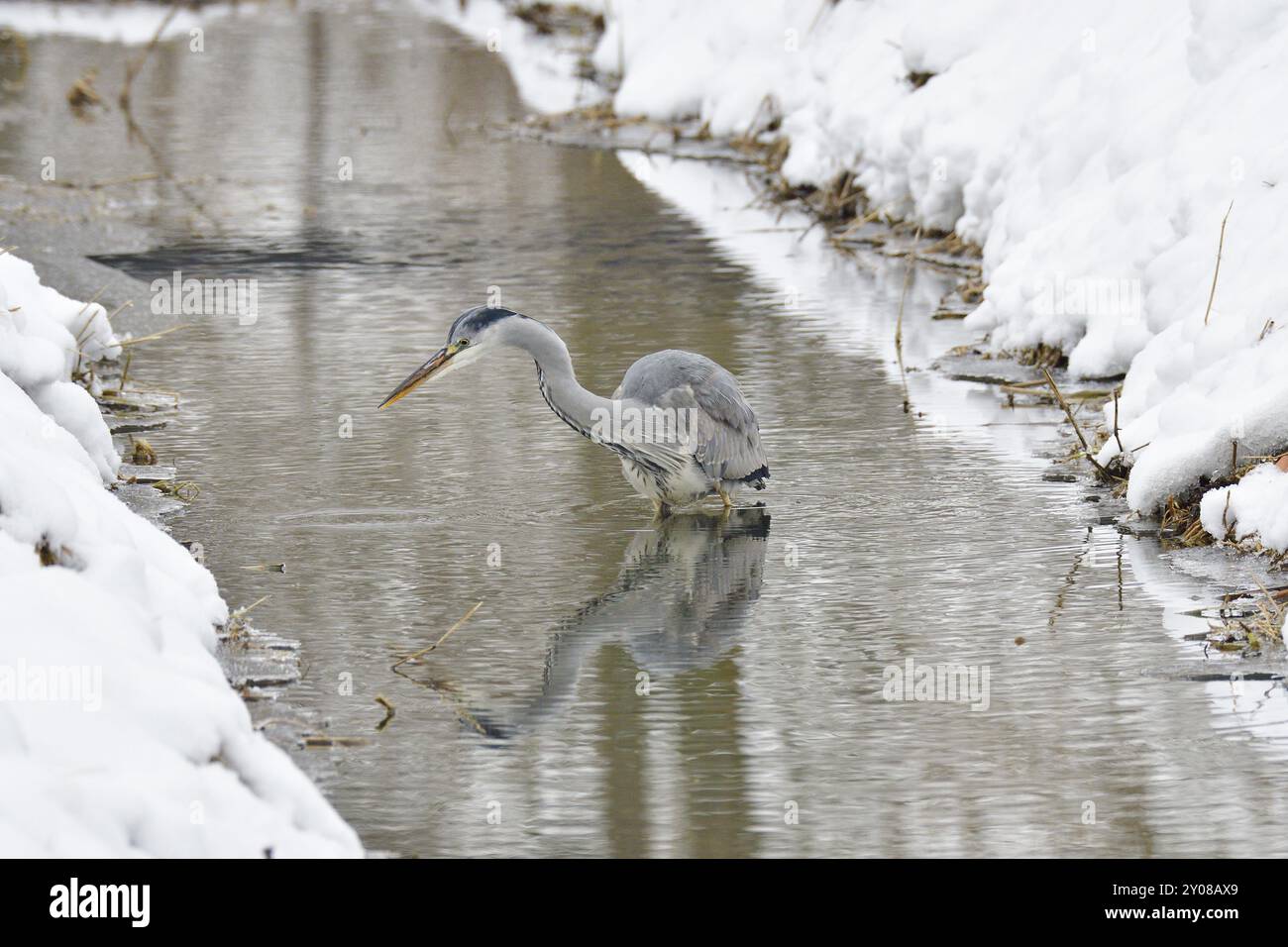 Grauer Reiher im Schnee auf der Suche nach Nahrung. Graureiher im Winter Stockfoto