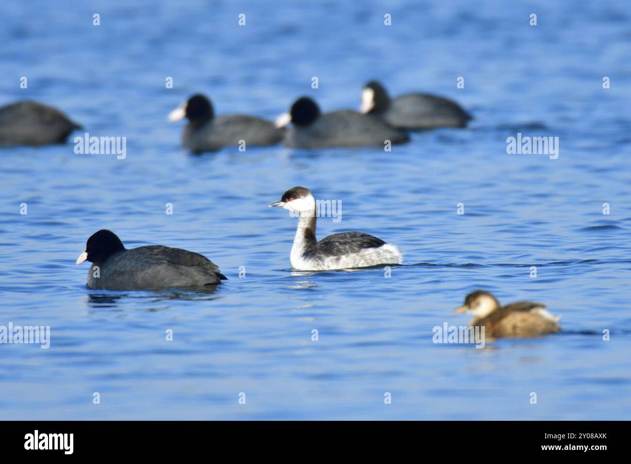 Gehörnter im nicht-Zuchtgefieder in der Oberlausitz. Gehörnter im nicht-Zuchtgefieder Stockfoto