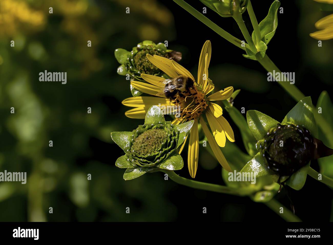 Die gebräuchliche Bezeichnung schmalblättrige Sonnenblume oder Sumpfsonnenblume (Helianthus angustifolius). Sie ist in den südlichen Zentral- und Oststaaten der Vereinigten Staaten beheimatet Stockfoto