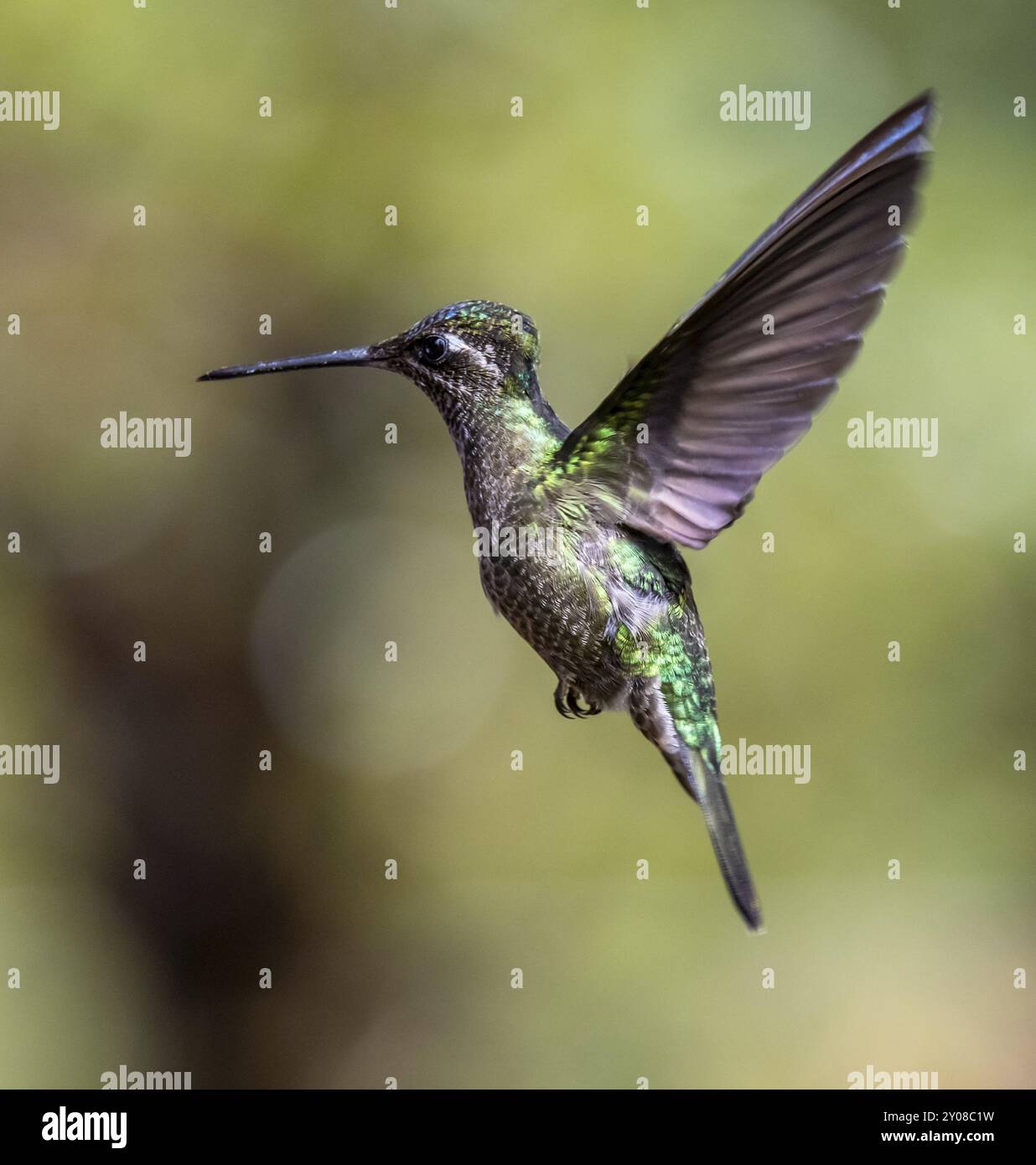 Violett-gekrönter brillanter Kolibri (Eugenes fulgens syn. Eugenes spectabilis), Los Quetzales National Park, Costa Rica, Mittelamerika Stockfoto