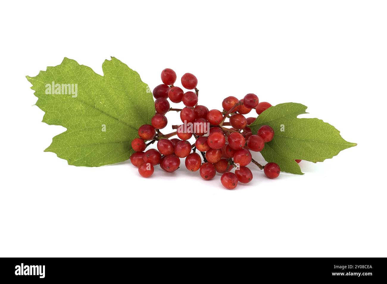 Guelderrose oder Viburnum opulus Pflanzen Beeren und Blätter isoliert auf weißem Hintergrund Stockfoto