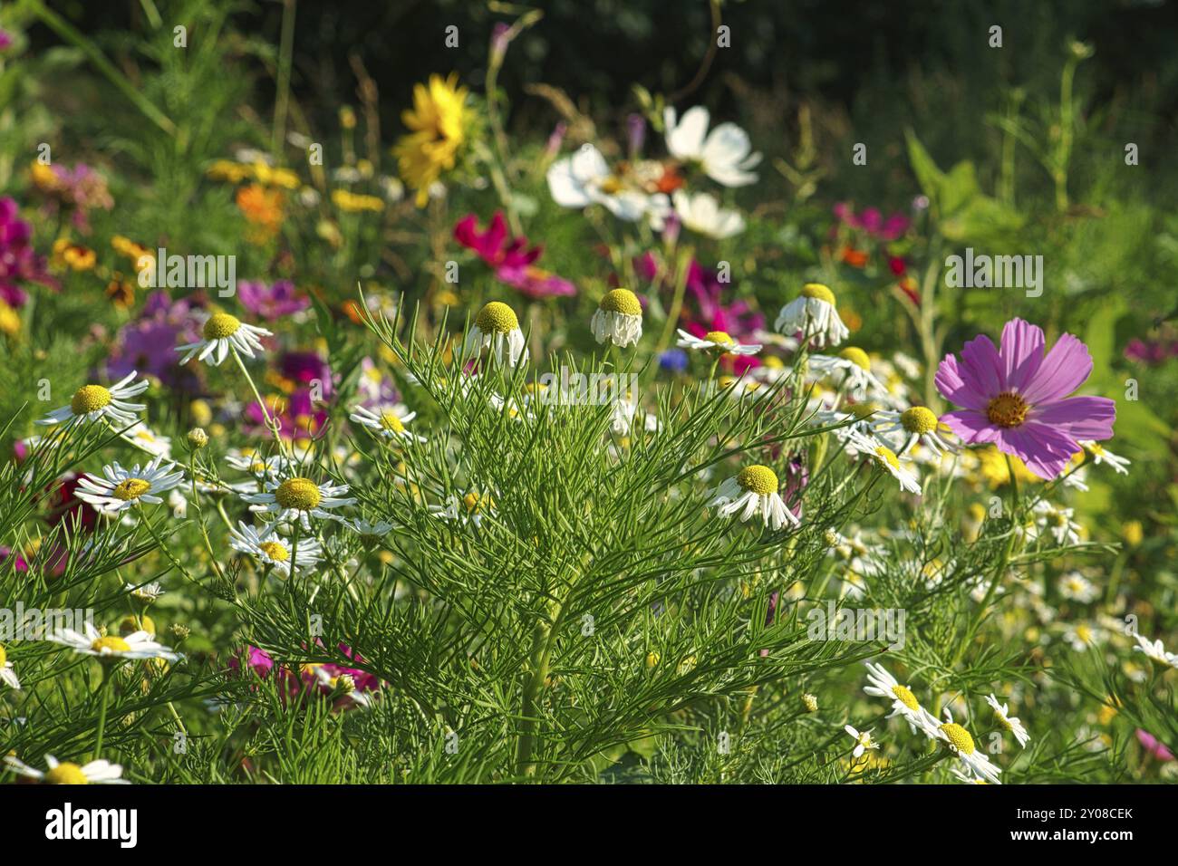 Blumenwiese mit verschiedenfarbigen Blüten. Frühling und Sommer Blumenwiese. Romantischer Anblick Stockfoto