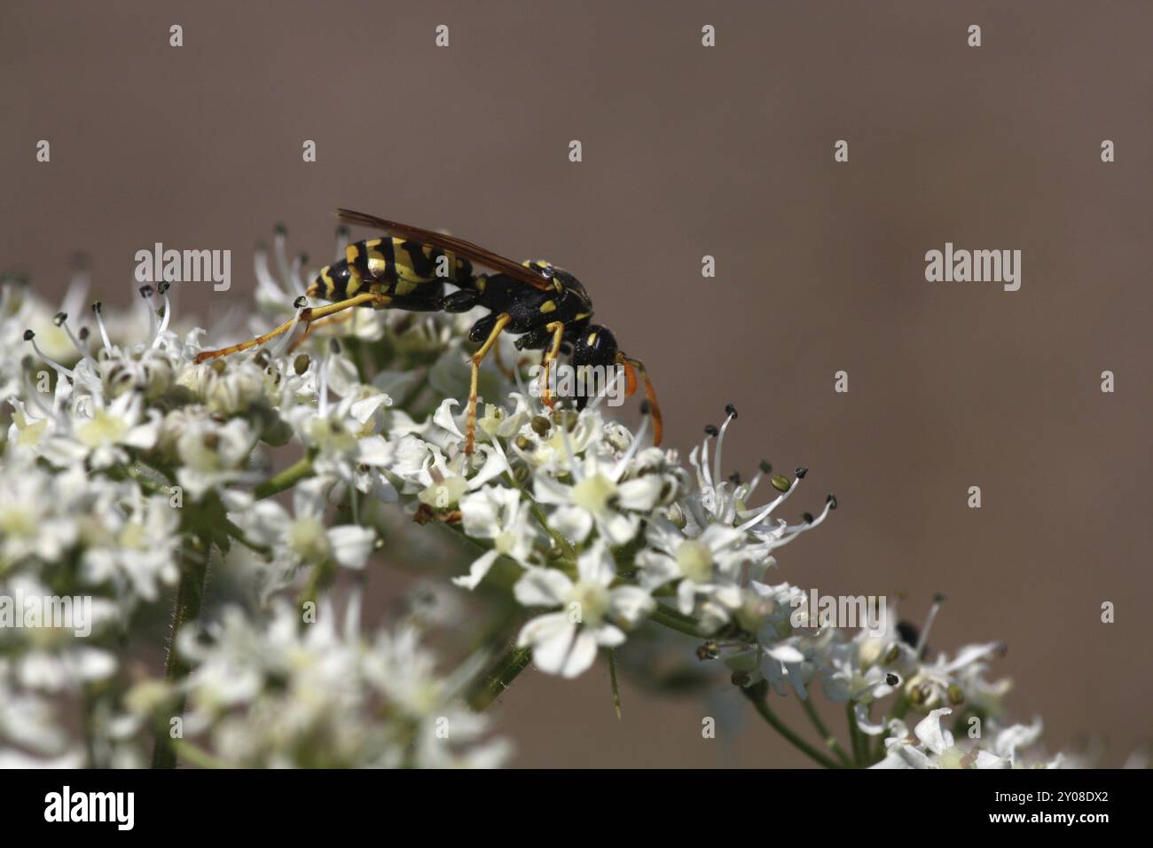 Wespe in einem Wiesenkerbel Stockfoto