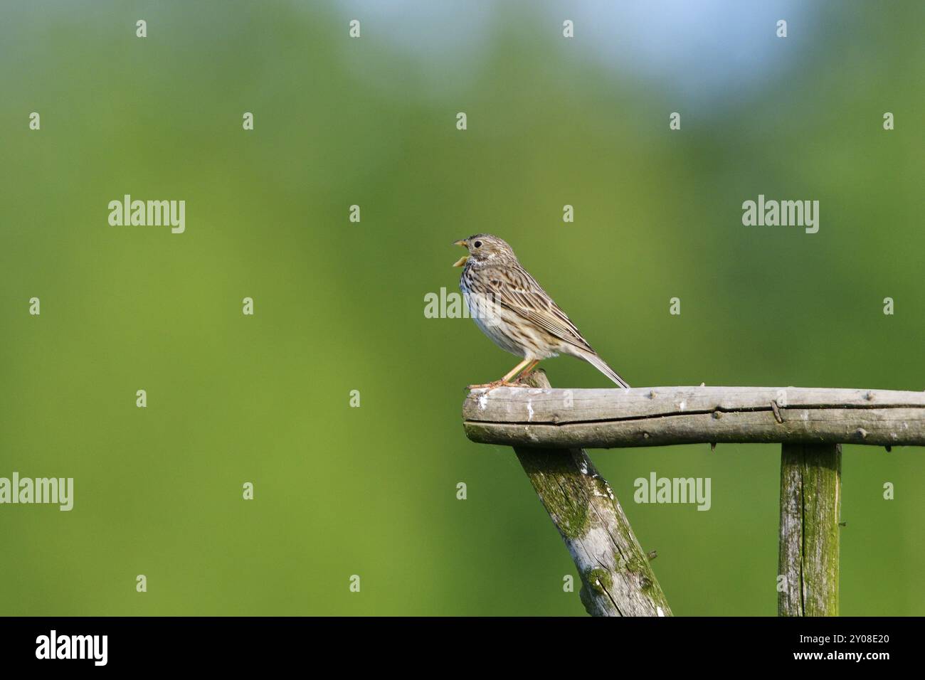 Männliche Maisfalle singen in der Morgensonne. Maisfaule auf einer Barsche Stockfoto