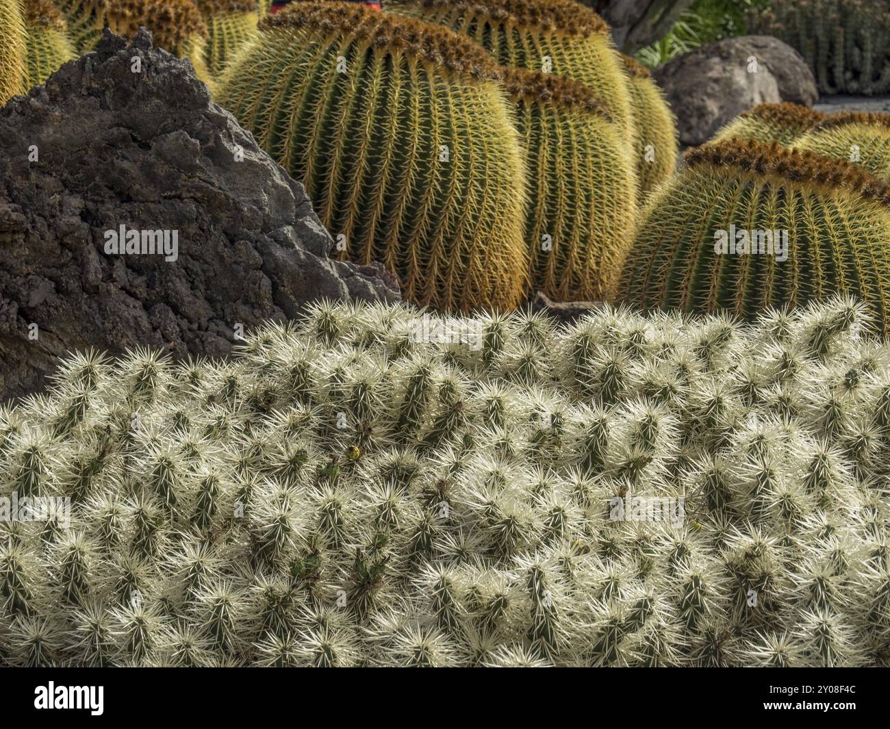 Große Kakteen und steinige Felsen in einer kargen Wüstenlandschaft, Lanzarote, Kanarische Inseln, Spanien, Europa Stockfoto
