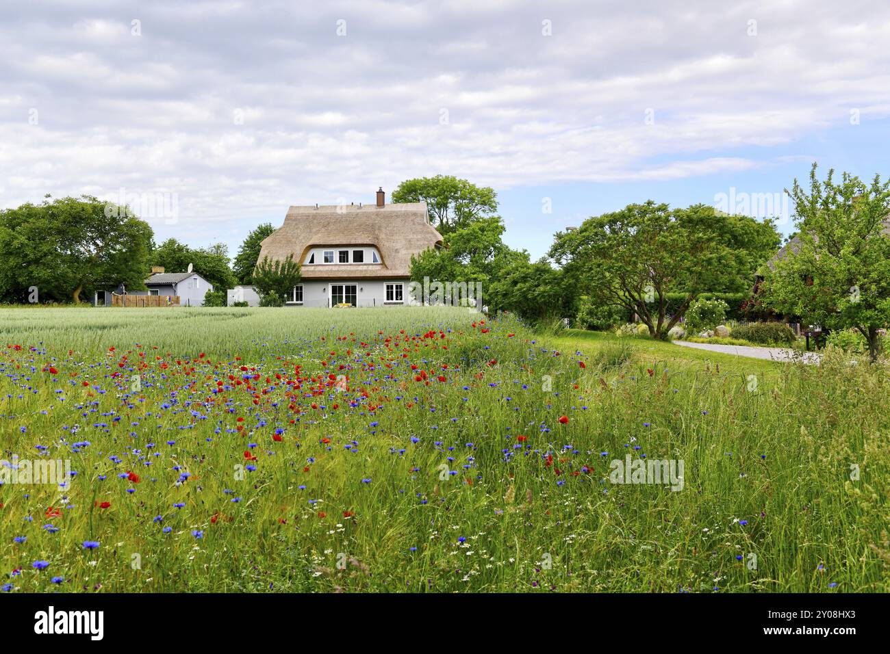 Getreidefeld mit Kornblumen (Centaurea cyanus) und Mohnblumen (Papaver rhoeas) am Rande eines Feldes, dahinter ein reetgedecktes Haus, frisch gedeckt Stockfoto