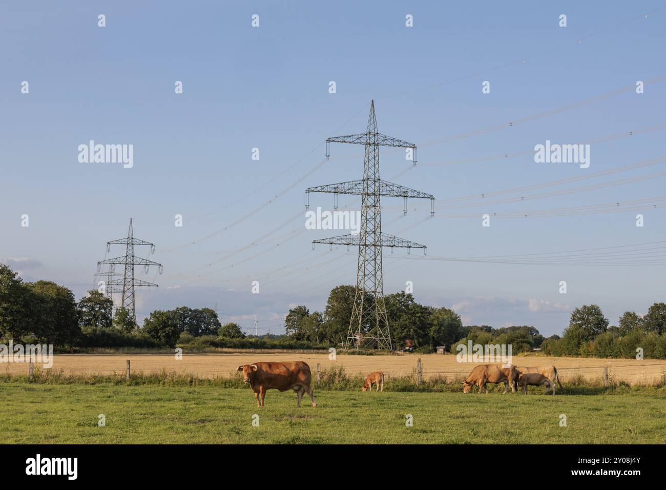 Kühe weiden auf einer Wiese unter Strommasten an einem sonnigen Sommertag, borken, münsterland, deutschland Stockfoto