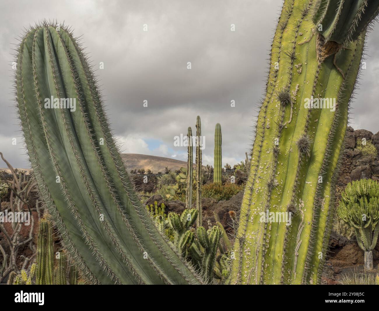 Große Kakteen erheben sich vor dem Hintergrund vulkanischer Felsen und eines dramatisch bewölkten Himmels, Lanzarote, Kanarische Inseln, Spanien, Europa Stockfoto