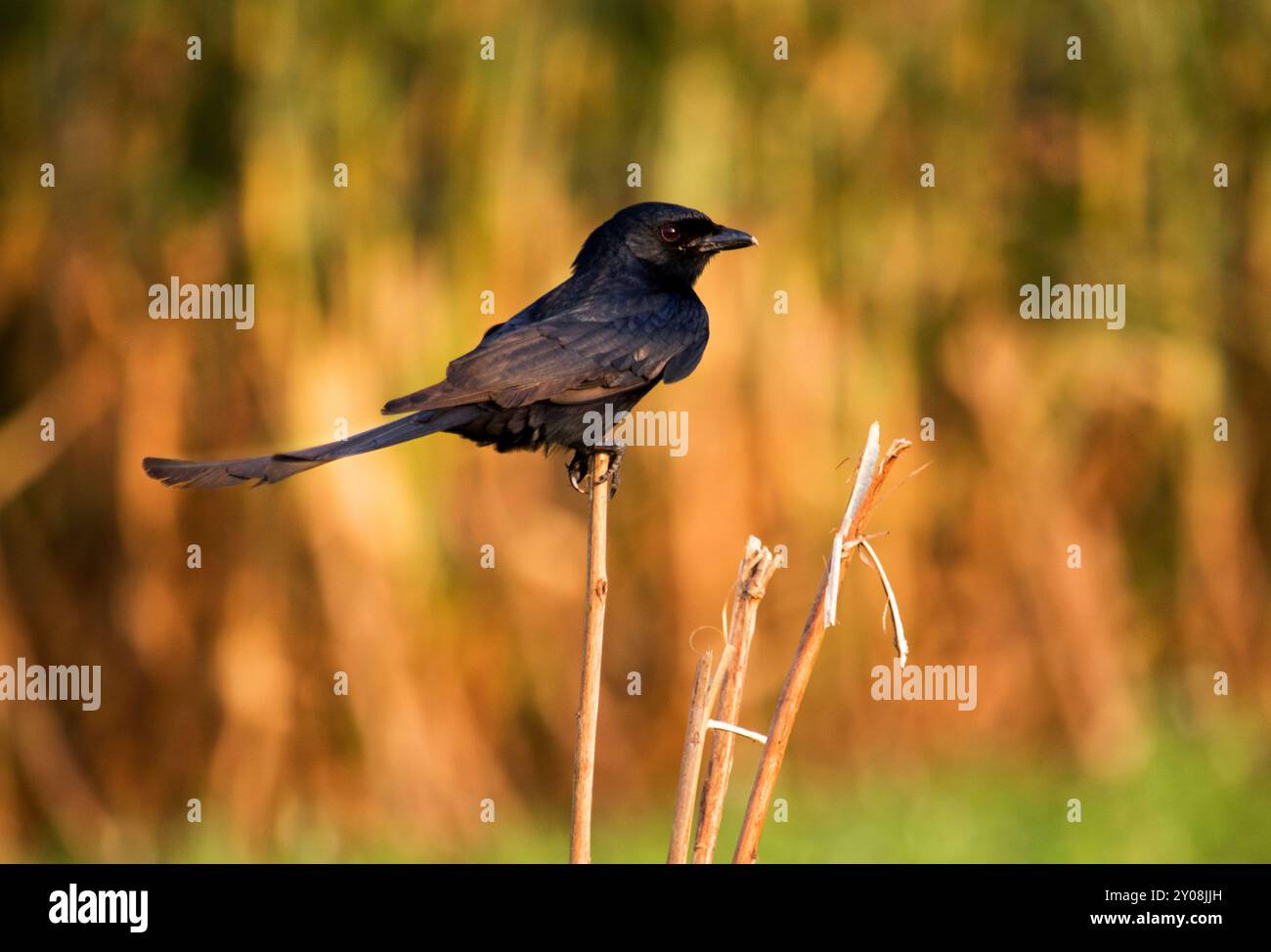 Nahaufnahme eines gewöhnlichen Grackle, Andaman Drango, ein endemischer Vogel. Stockfoto