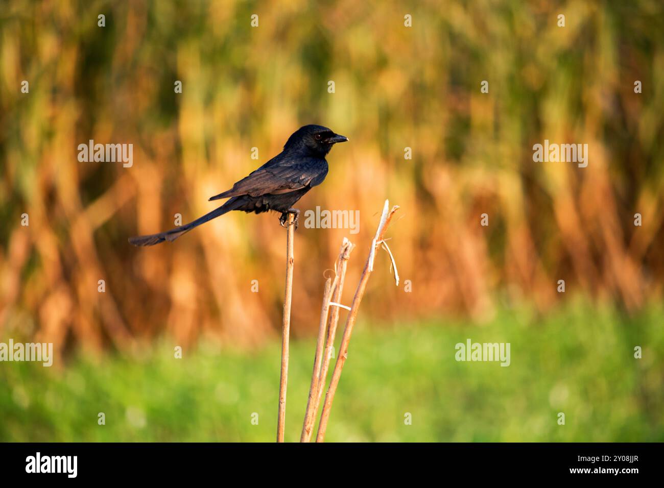 Nahaufnahme eines gewöhnlichen Grackle, Andaman Drango, ein endemischer Vogel. Stockfoto