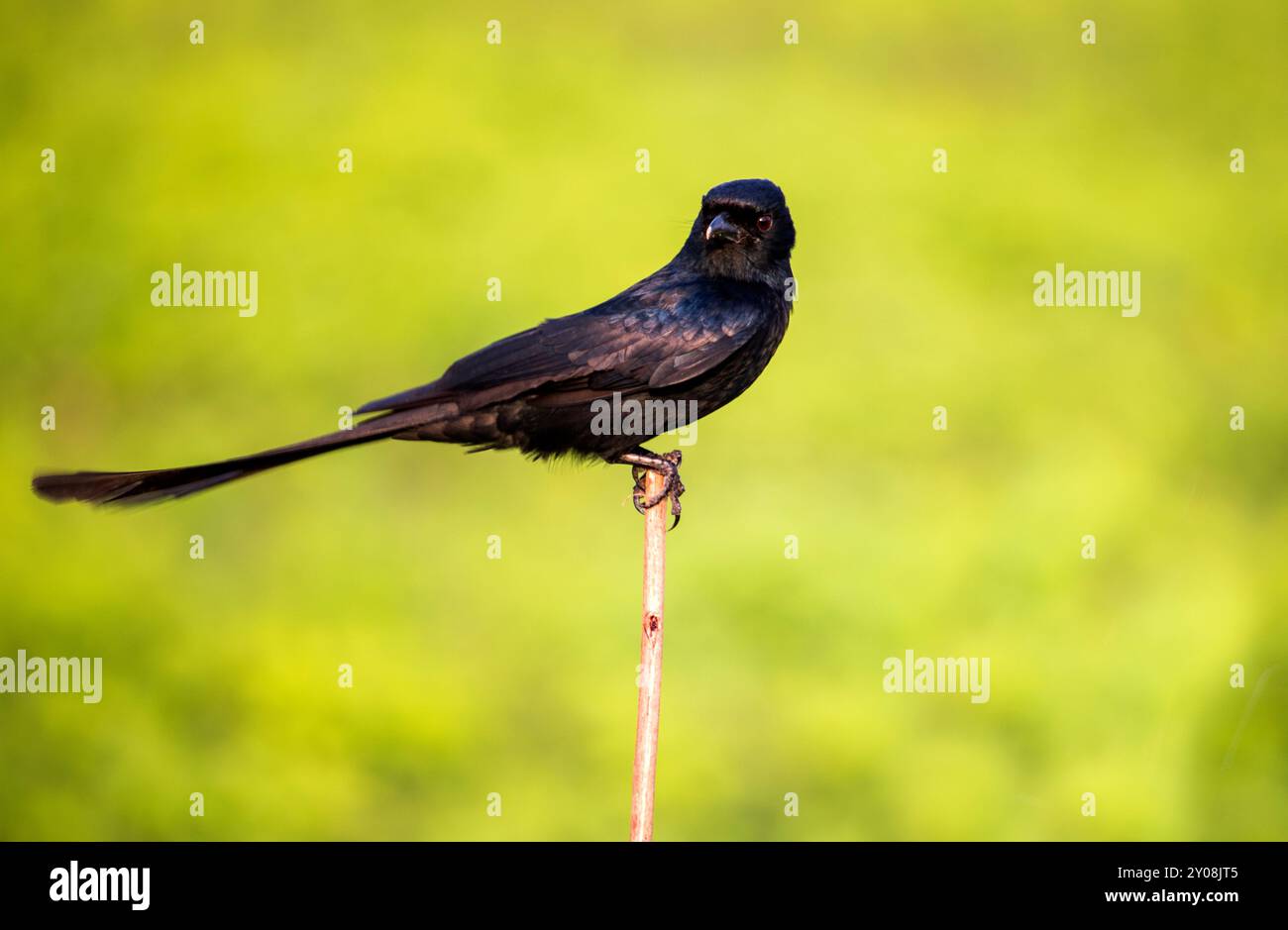 Nahaufnahme eines gewöhnlichen Grackle, Andaman Drango, ein endemischer Vogel. Stockfoto