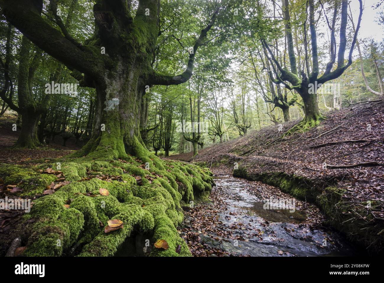 Hayedo de Otzarreta, fagus Sylvatica, parque Natural Gorbeia, Alava-Vizcaya, Euzkadi, Spanien, Europa Stockfoto