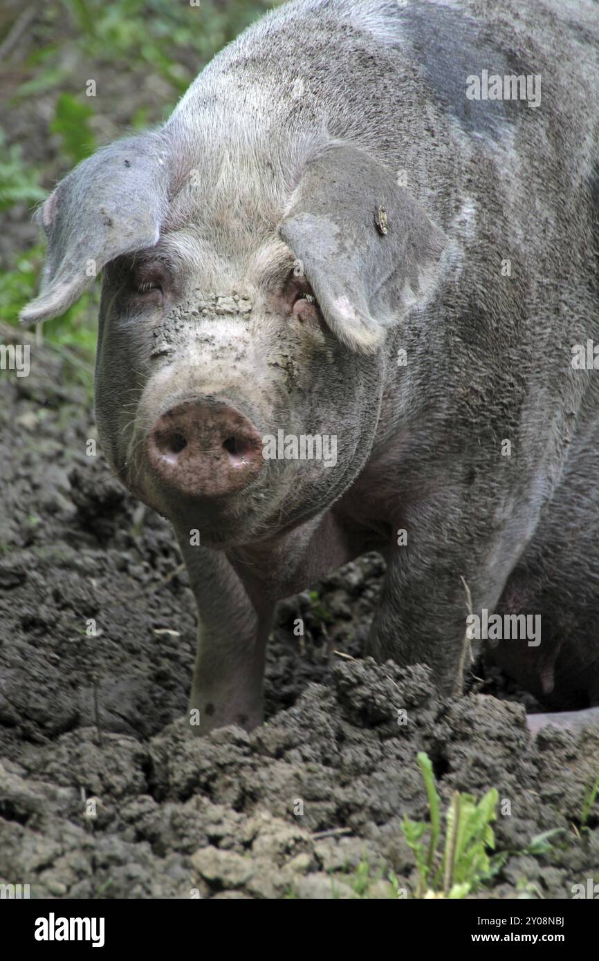 Bentheimer Landschwein Stockfoto
