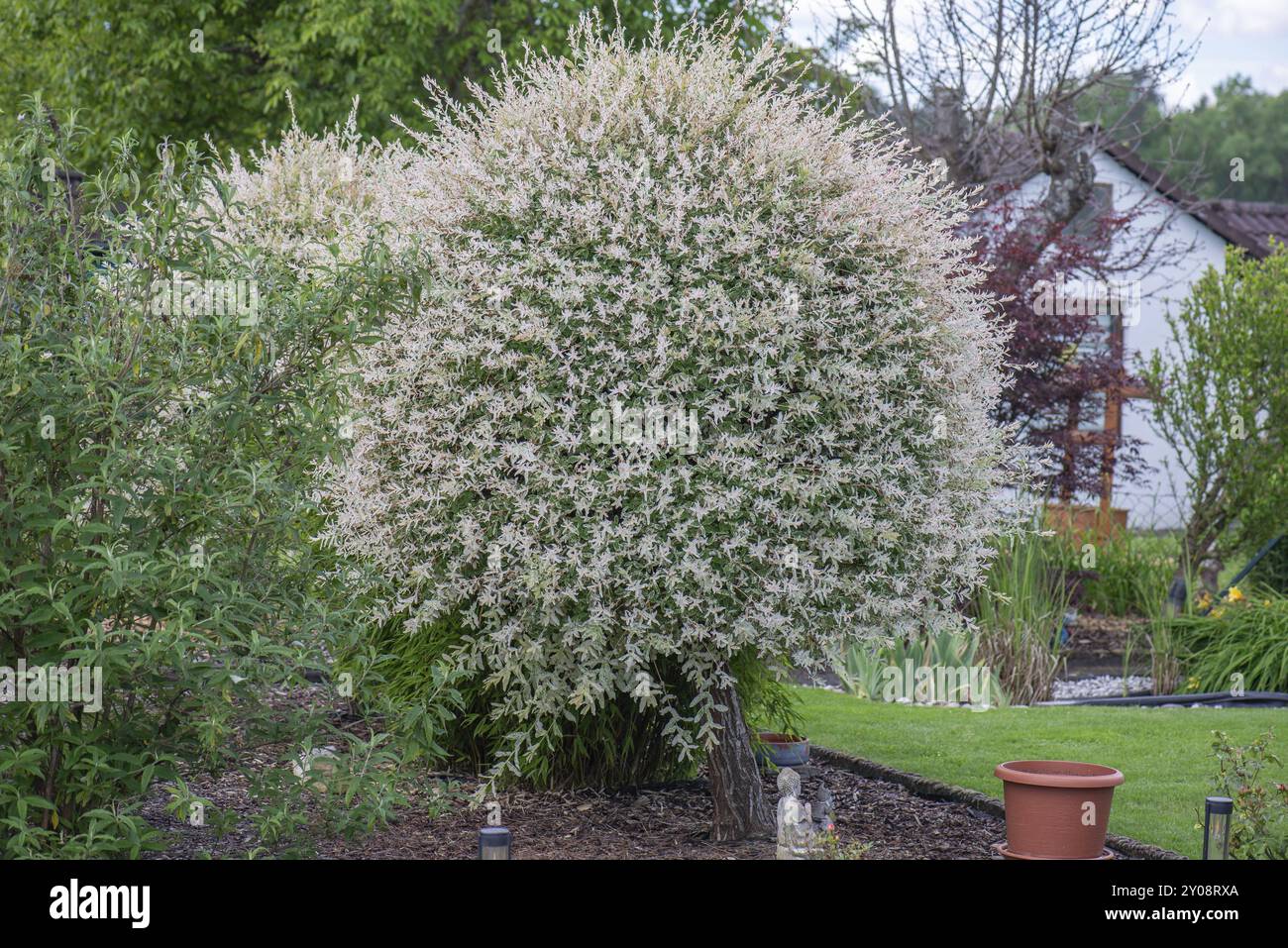 Harlequin Weide (Salix integra Hakuro Nishiki) Bayern, Deutschland, Europa Stockfoto