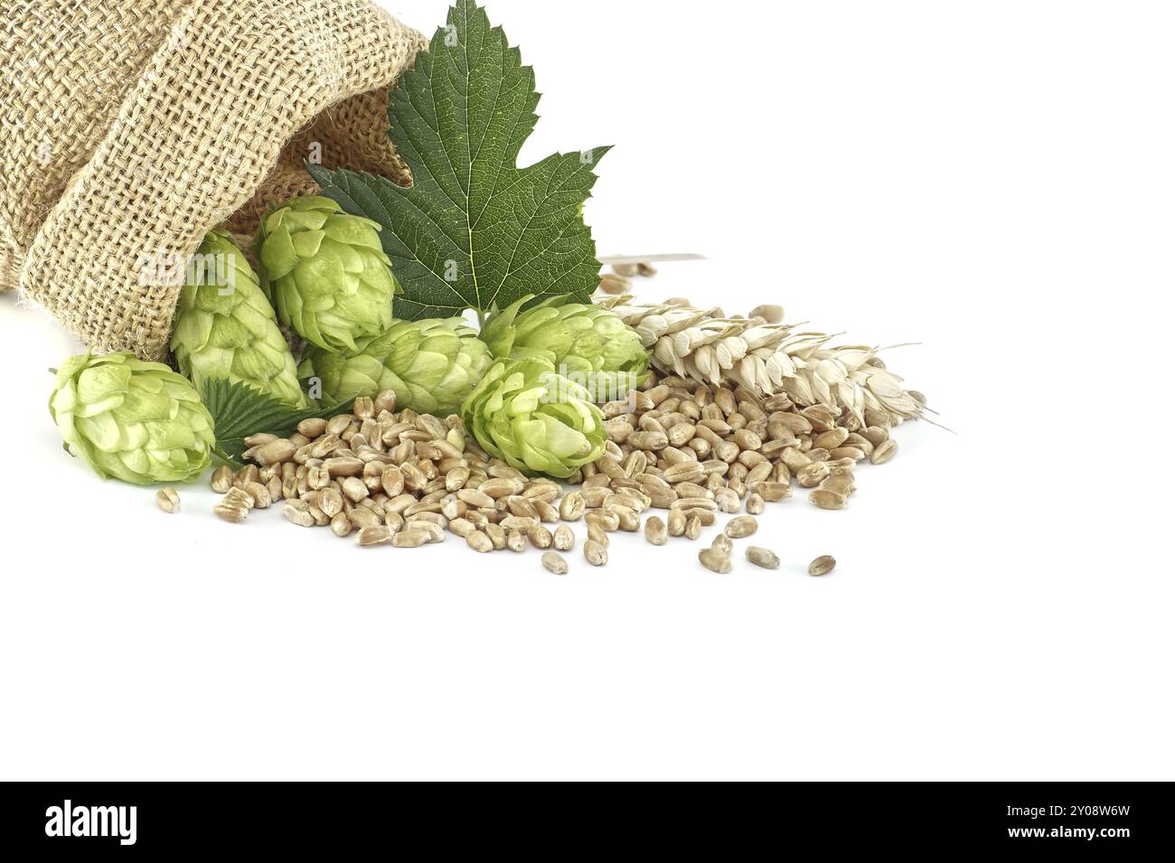 Beutel voller Hopfen und Weizen isoliert auf weißem Hintergrund, wichtige Zutaten in der Lebensmittel- und Getränkeherstellung, insbesondere beim Brauen von Bier Stockfoto