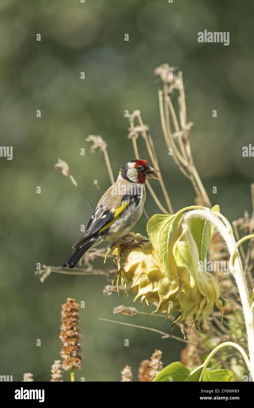 Europäischer Goldfink (Carduelis carduelis), auch bekannt als Goldfink, sitzt auf einer verblassten Sonnenblume, Wilhelmsburg, Hamburg, Deutschland, Europa Stockfoto