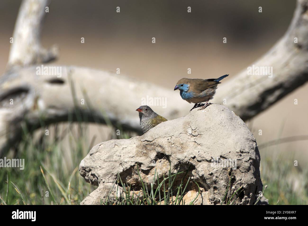 Angola Schmetterling finke Stockfoto