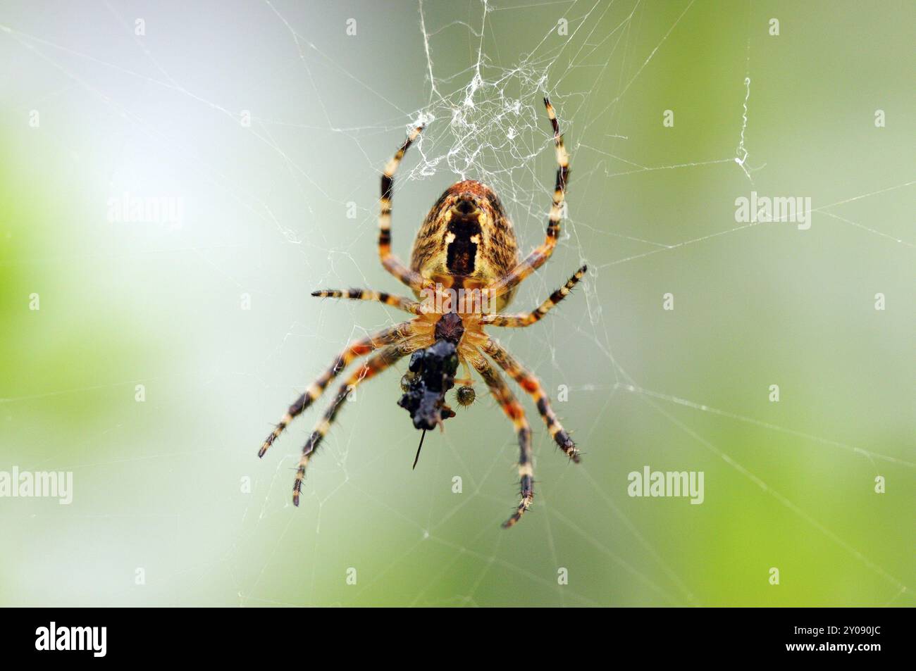 Kreuzspinne mit Beute. Ein Makro einer Gartenaraneus-Spinne in ihrer Netzjagd nach Nahrung Stockfoto