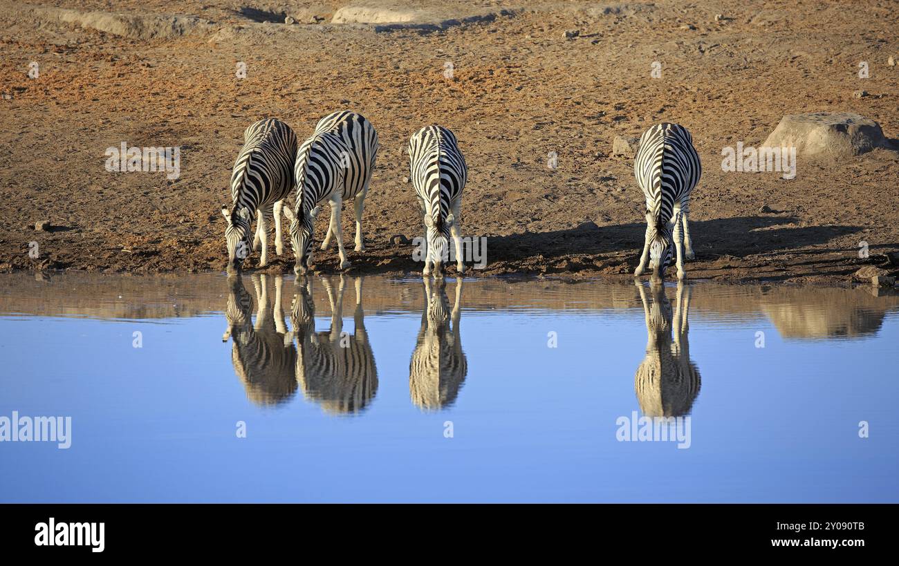 Zebras trinken an einem Wasserloch im Etosha National Park in Namibia Stockfoto