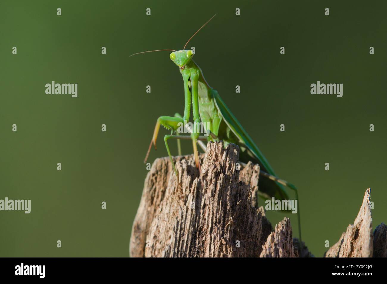 Betende Mantis aka Mantis religiosa erwachsenes Weibchen in wilder Natur der Tschechischen republik. Spätsommer. Stockfoto