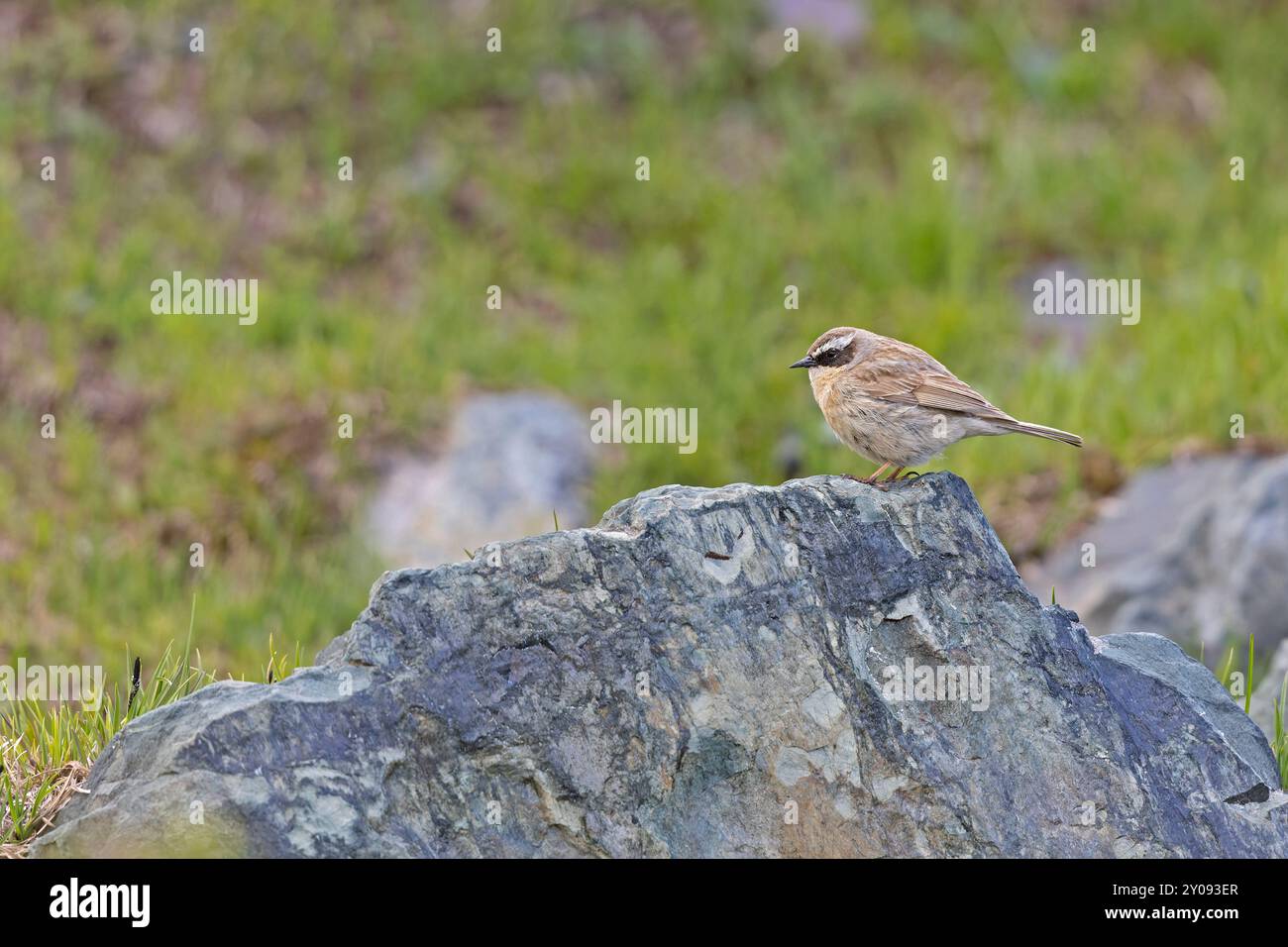 Ein männlicher brauner accentor (Prunella fulvescens), der im Altai-Gebirge thront. Stockfoto