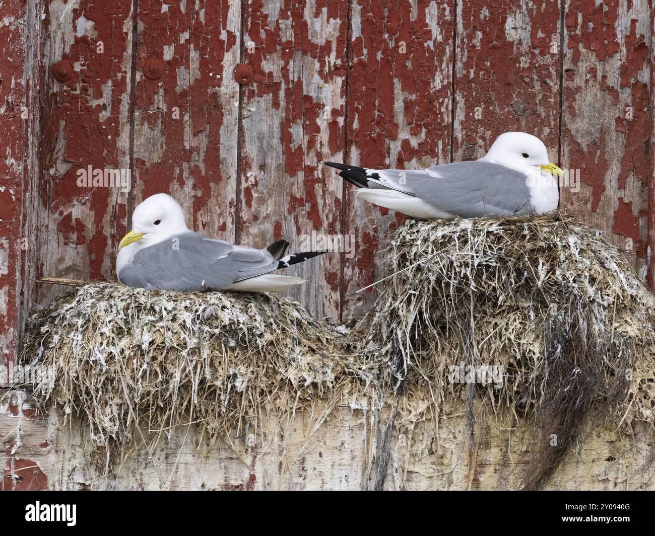 Schwarzbeinige Kätzchen (Rissa tridactyla), Brutvögel auf Nestern, gebaut auf dem Fischereihafen Gebäude, Mai, Varangerfjord, Norwegen, Europa Stockfoto