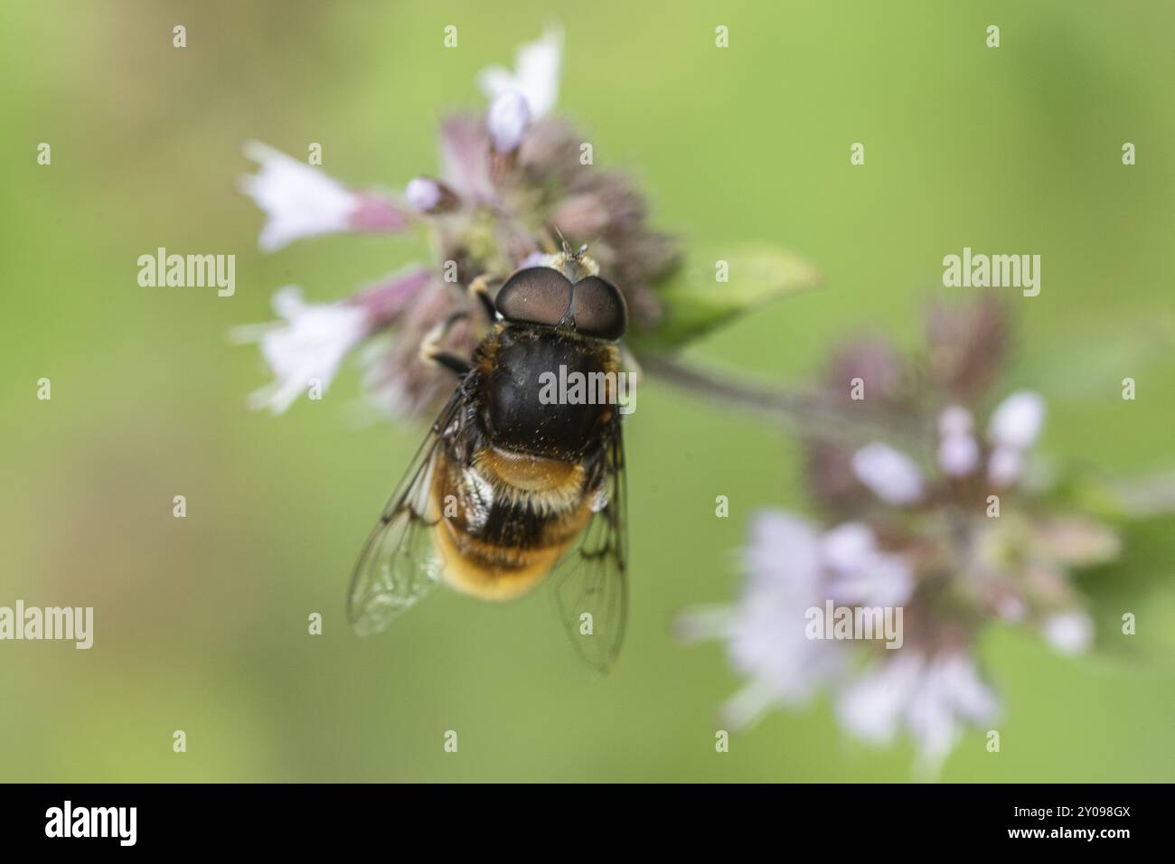 Hummel hoverfly (Volucella bombylans) auf Wasserminze (Mentha aquatica), Emsland, Niedersachsen, Deutschland, Europa Stockfoto