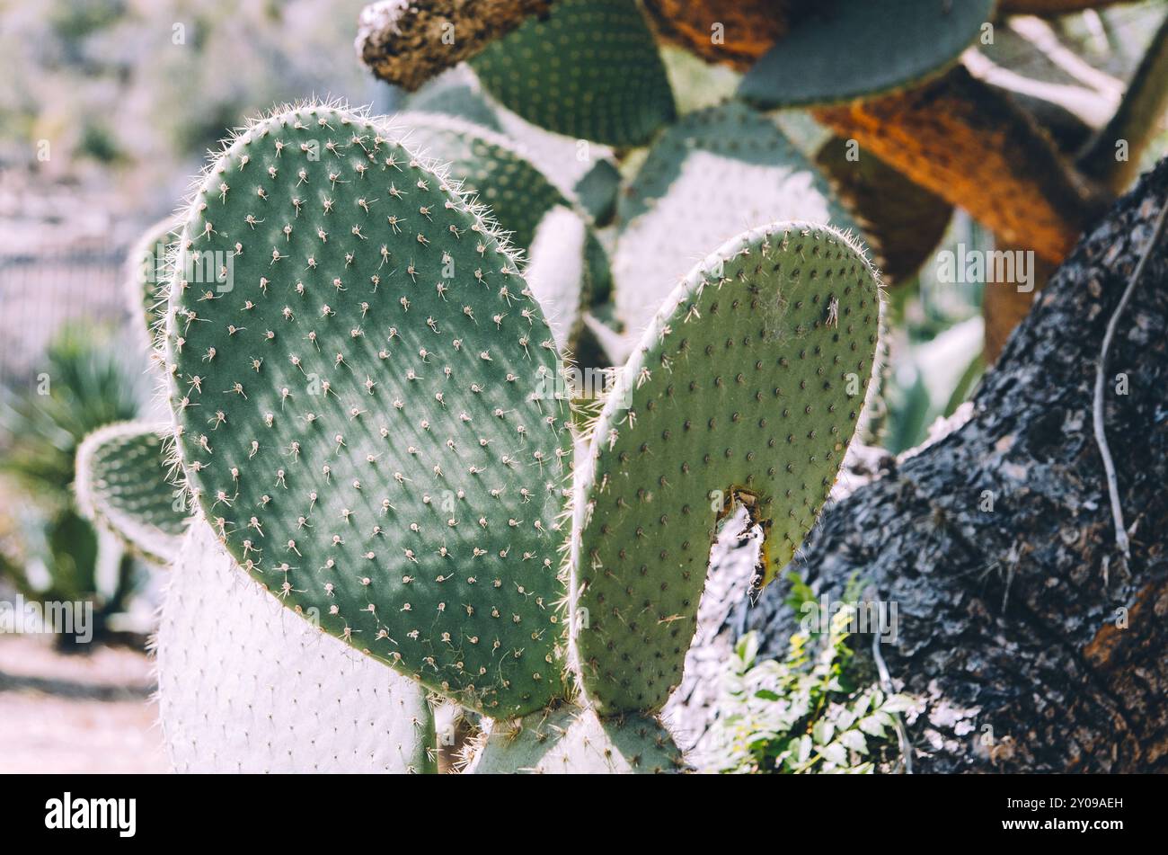 Fleischige, stachelige Bltter der Kaktus Pflanze Stockfotografie - Alamy