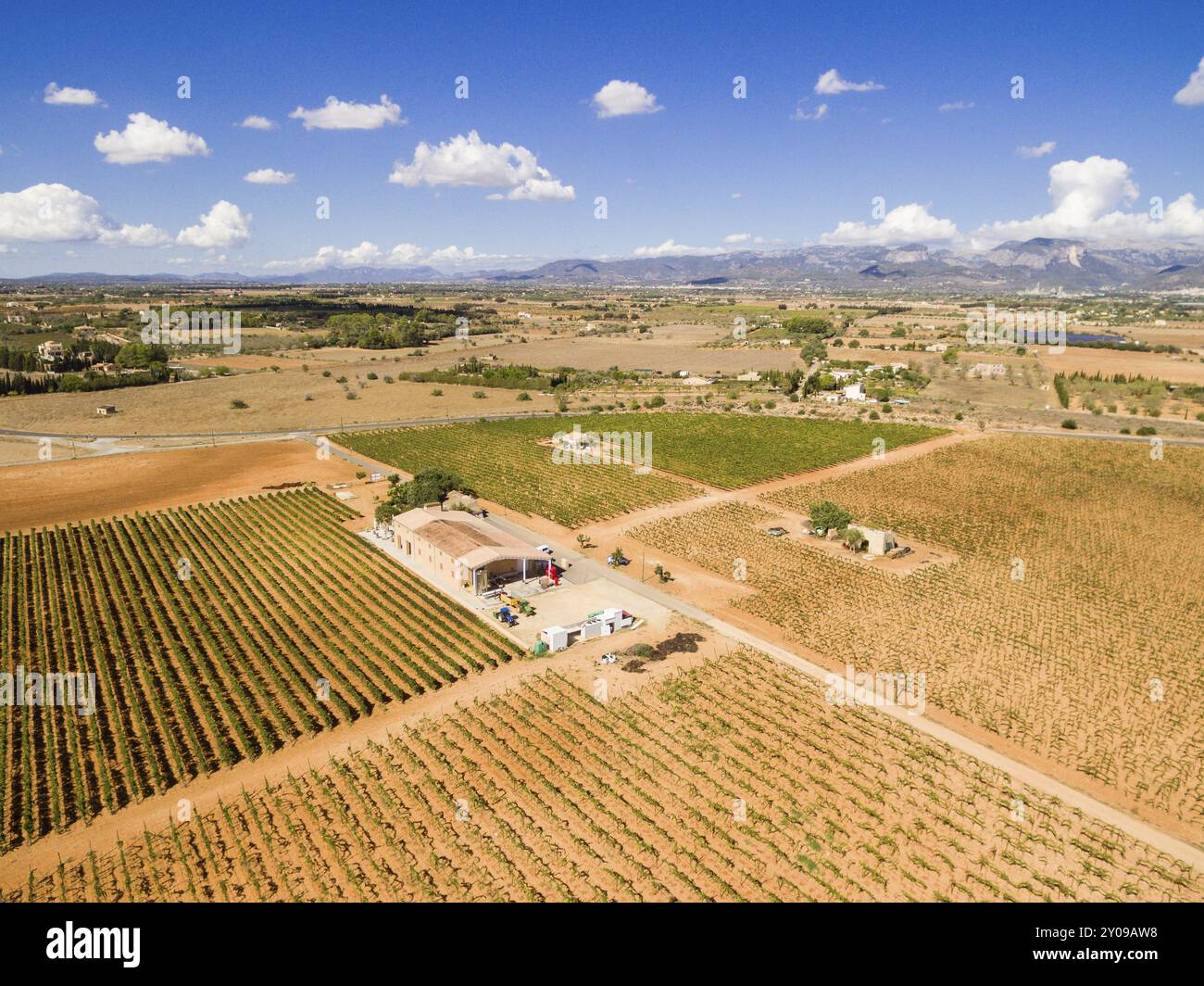 Weinberg, Weingut Son Prim, Sencelles, Pla de Mallorca, Mallorca, balearen, spanien Stockfoto