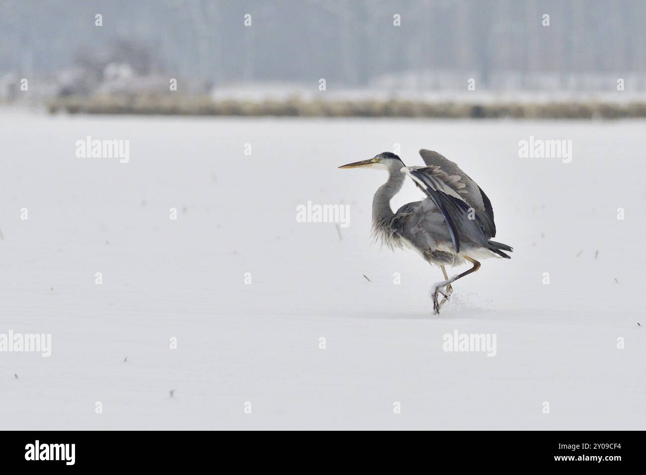 Grauer Reiher im Schnee auf der Suche nach Nahrung. Graureiher im Winter Stockfoto