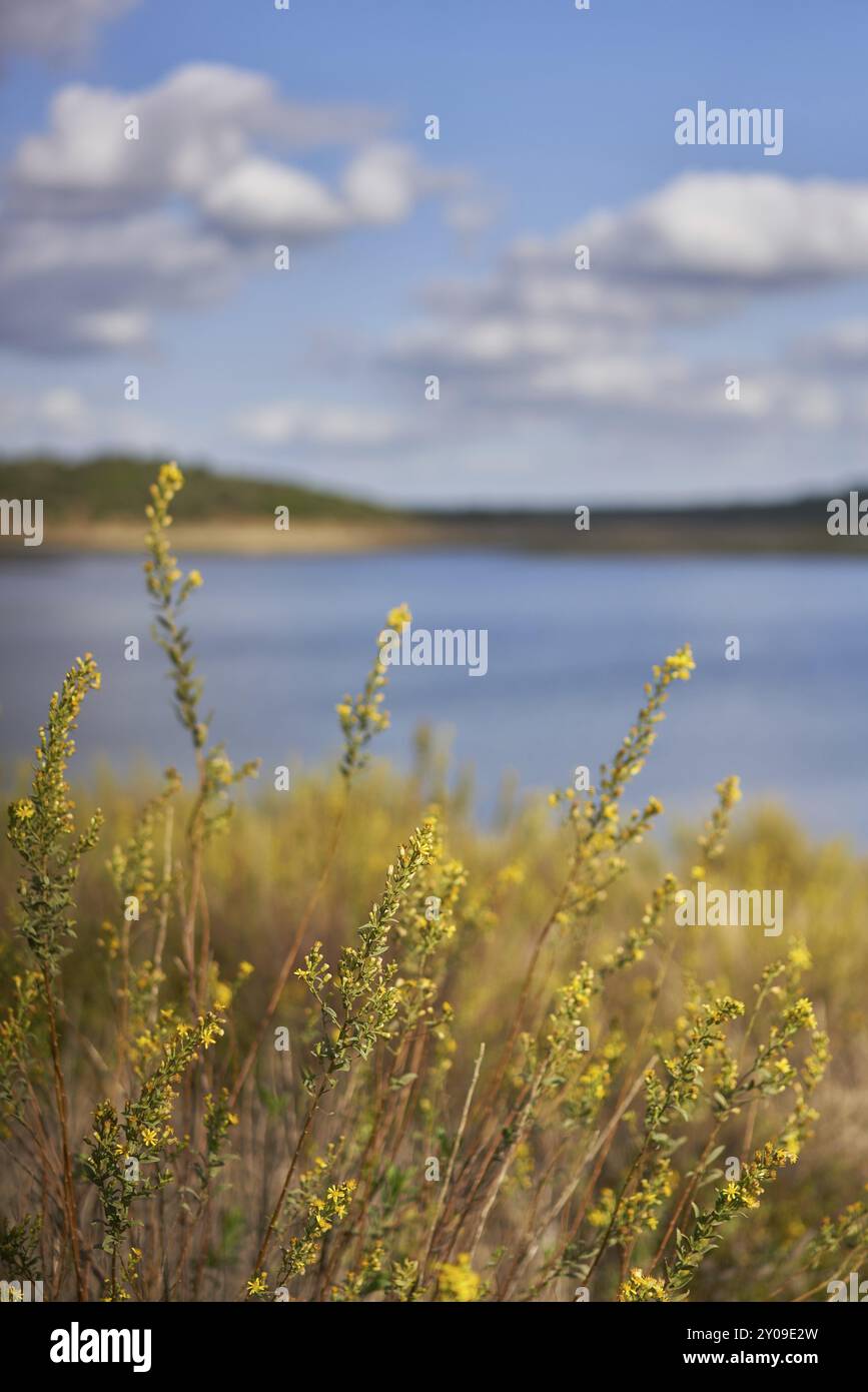 Naturlandschaft des Minutos-Stausees mit gelben Blumen an einem sonnigen Tag in Alentejo, Portugal, Europa Stockfoto
