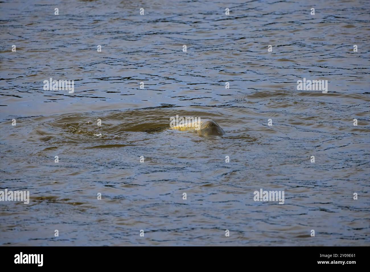 Der eurasische oder europäische Karpfen (Cyprinus carpio), früher bekannt als der Karpfen im Flachwasser des Flusses Stockfoto