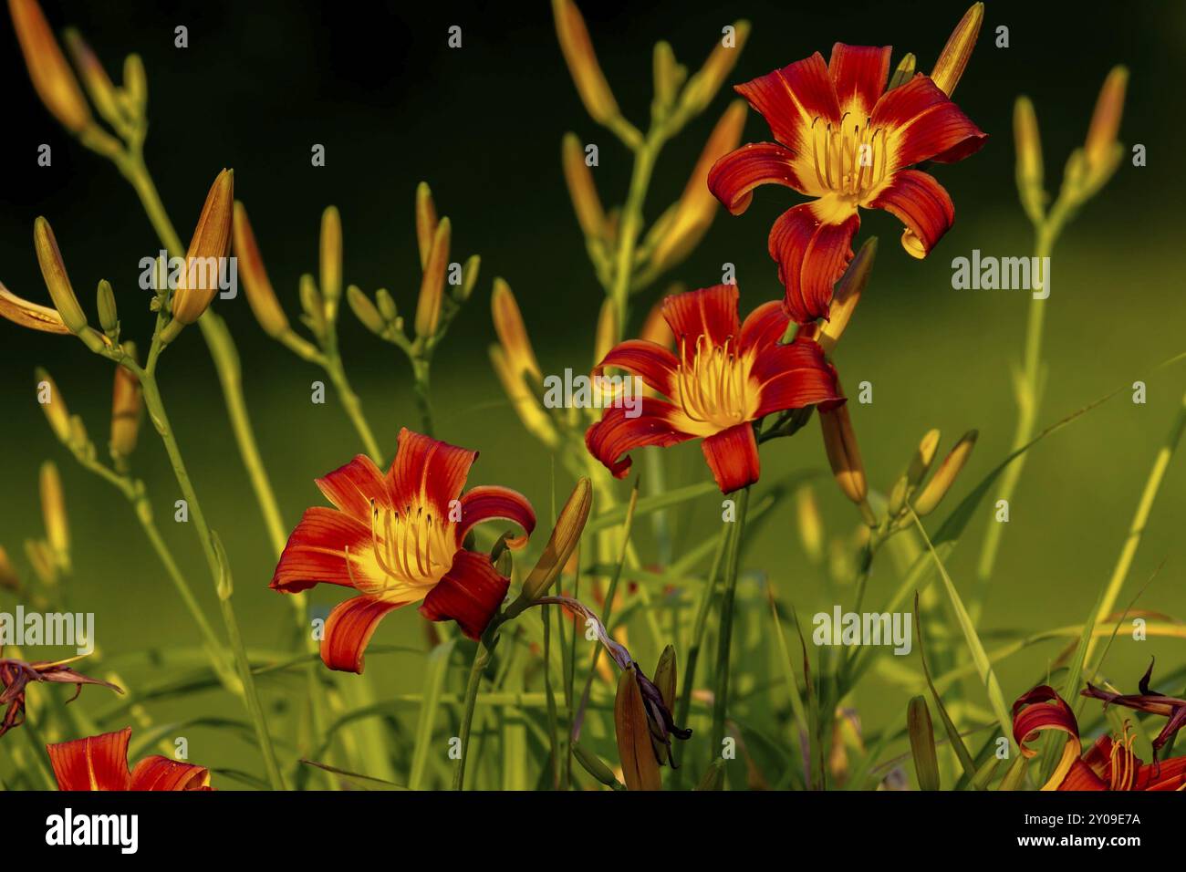 Die orangene Taglilie (Hemerocallis fulva) im Garten. Ist eine in Asien heimische Taglilie Stockfoto