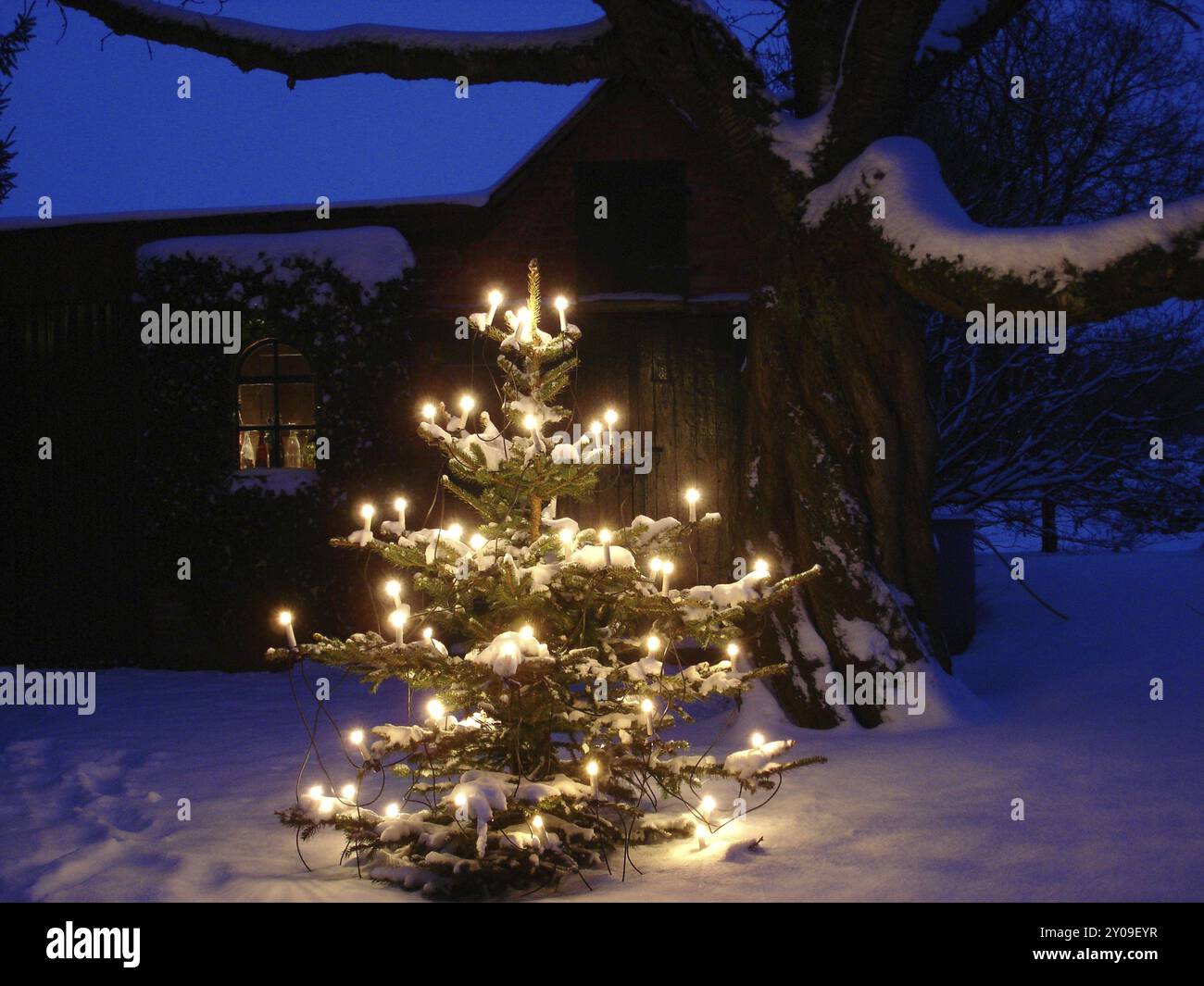 Weihnachtszeit, Weihnachtsbaum mit Lichtern im verschneiten Garten, Beleuchtung, Hamburg, Hamburg, Bundesrepublik Deutschland Stockfoto