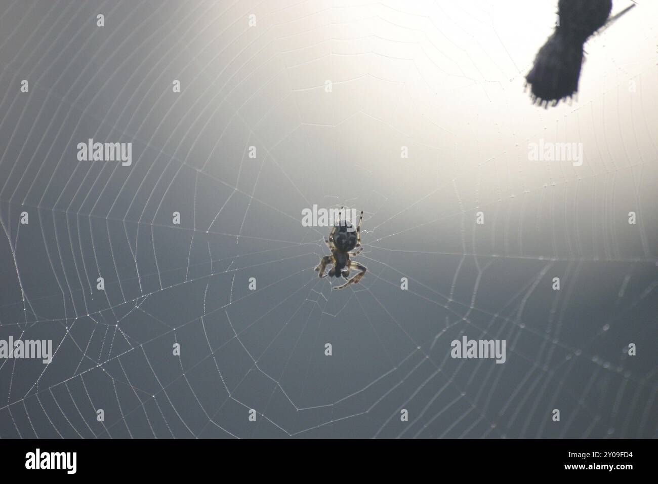 Spinnennetz mit Spinne Stockfoto