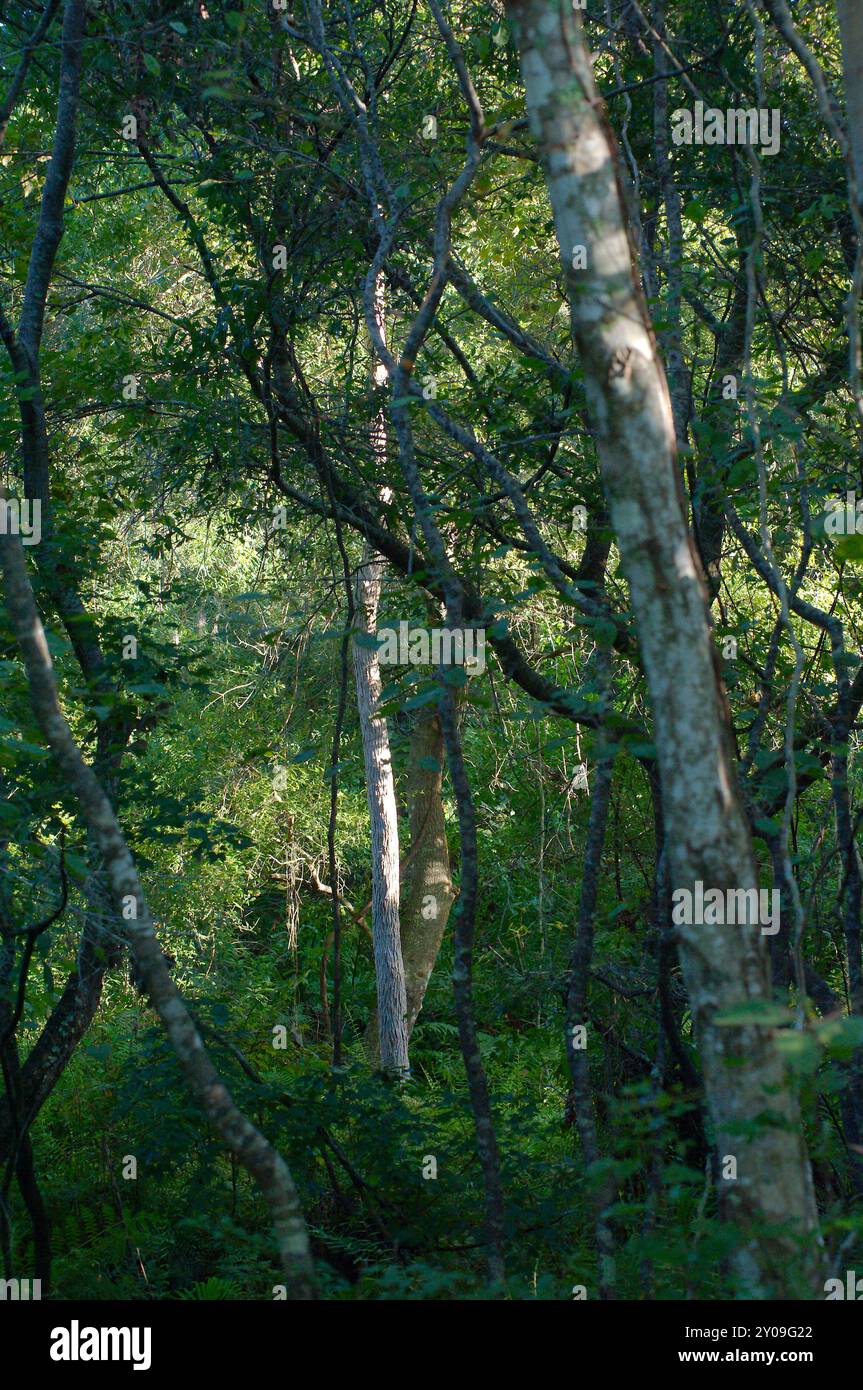 Vertikale Aussicht am frühen Morgen Sonne mit hellen Sonnenlichtern auf Tall Thin Oak Trees im Florida Naturpark. Helle Gliedmaßen mit grünen Blättern Stockfoto