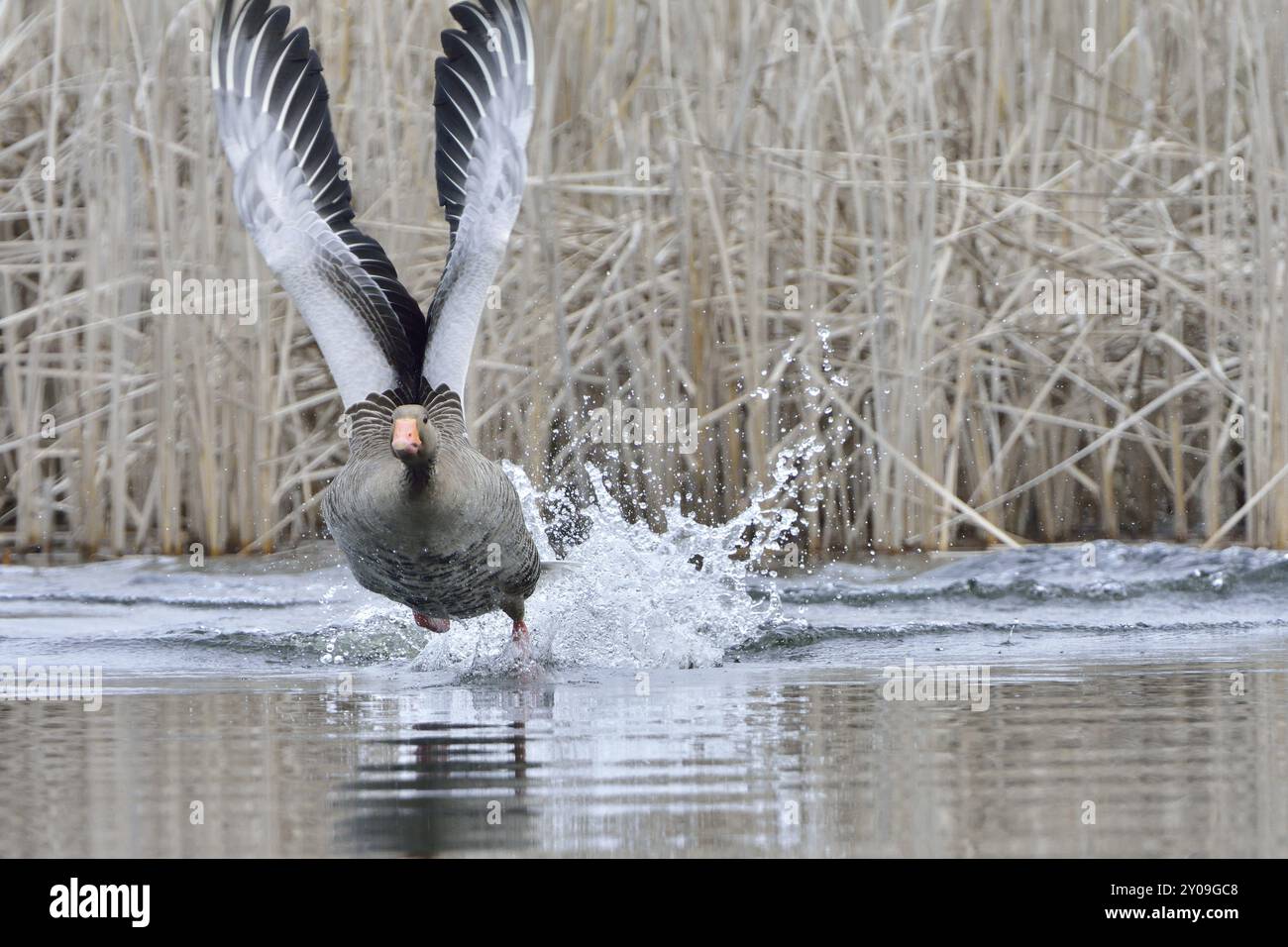 Graugans im Flug. Graugans beim Start Stockfoto