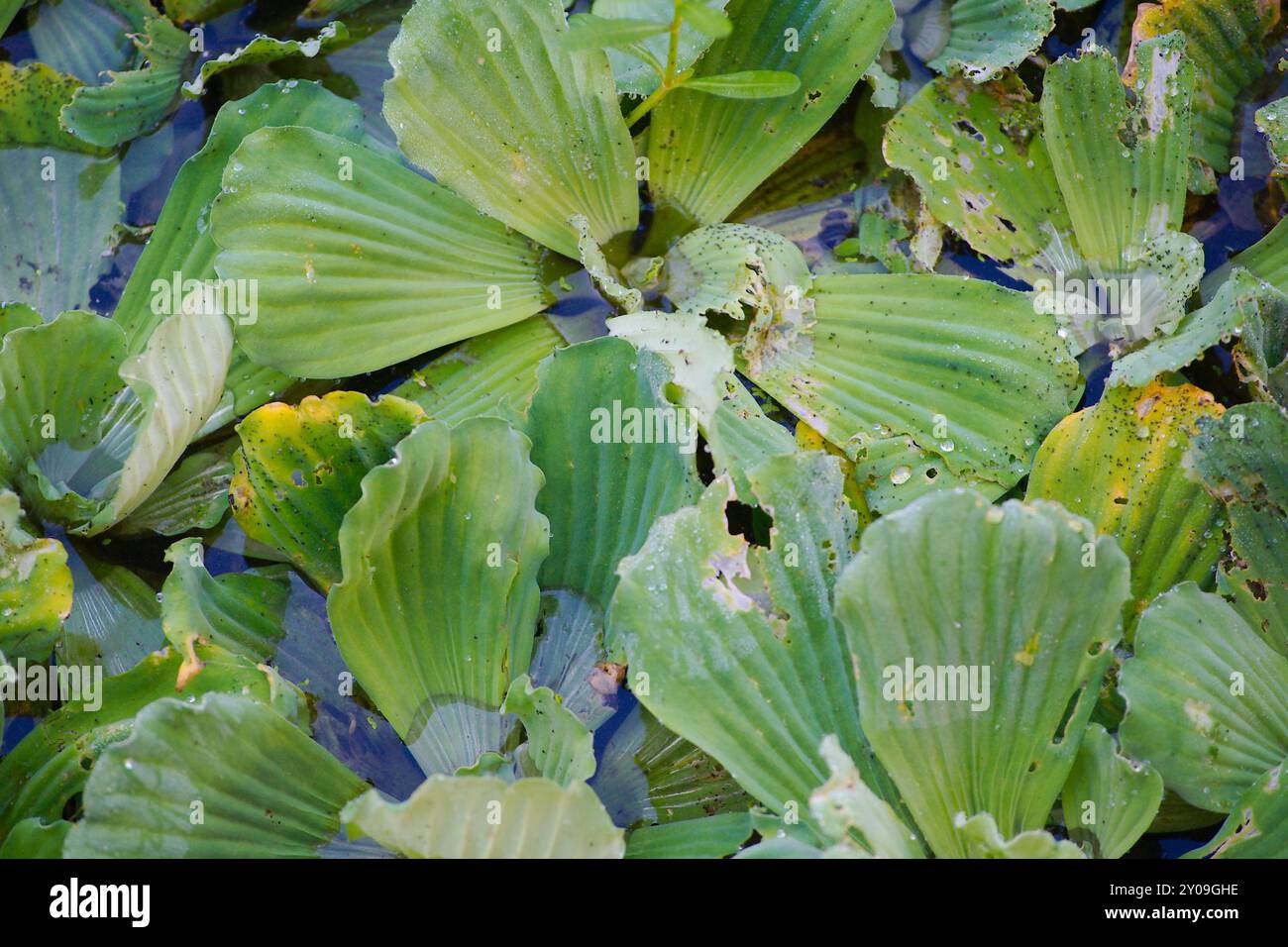 Blick von oben auf den Salat am frühen Morgen in Florida. Grüne gelbe Blätter in blauem Wasser. Dichte Schwimmmatten mit vielen Rosetten Stockfoto