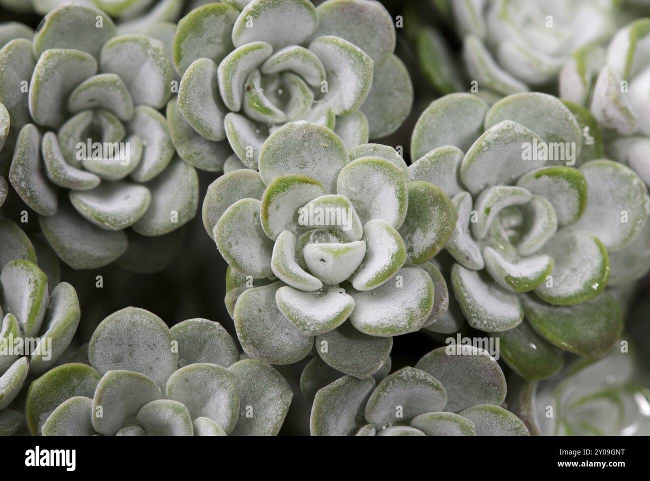 Sedum spathulifolium „Cape Blanco“, voller Hintergrund Stockfoto