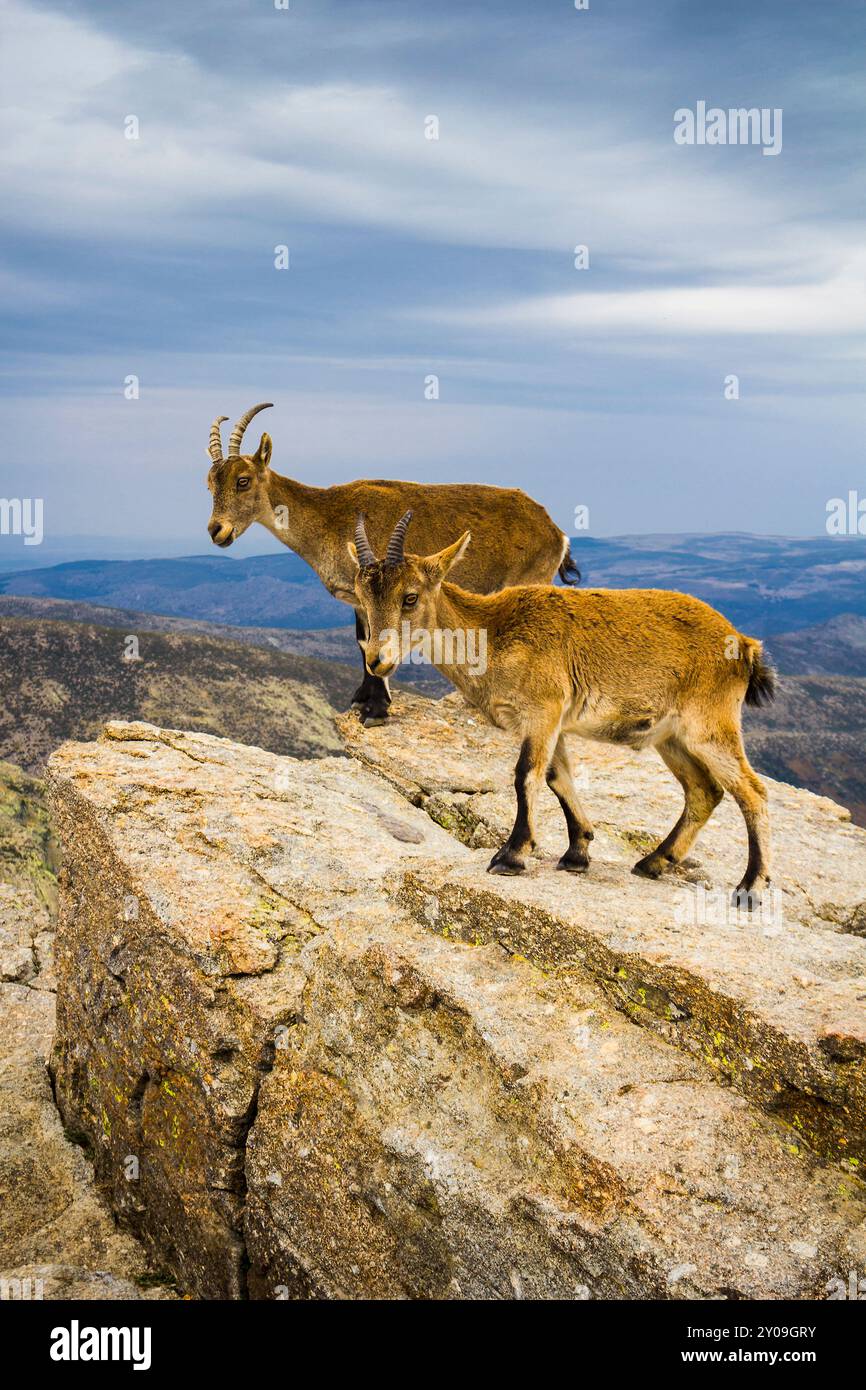 Wildziegen, Circo de Gredos, Ávila, Spanien Stockfoto