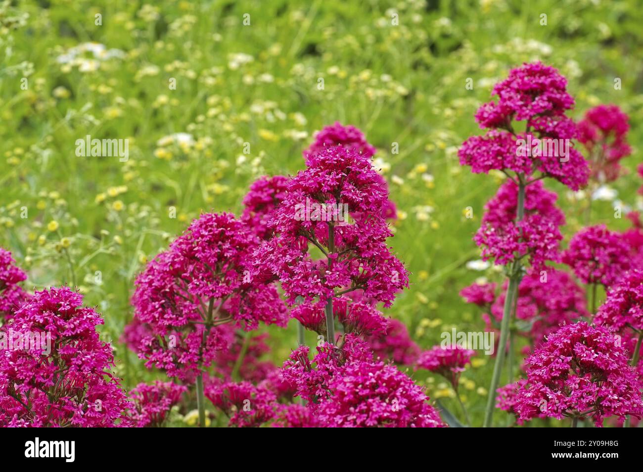 Rote Spornblume, Centranthus ruber, Sporn Baldrian, Centranthus ruber eine rote Wildblume Stockfoto