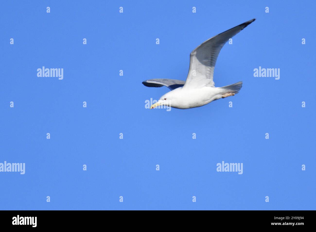 Fliegende Heringsmöwe. Europäische Heringsmöwe im Flug Stockfoto