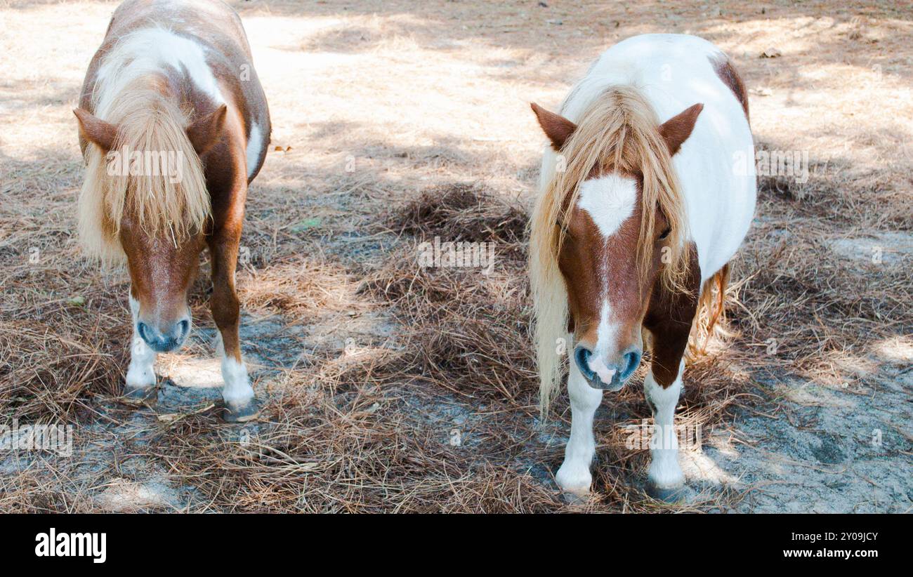 Ein Bild von zwei Ponys, die zusammen auf einem Sandfeld stehen. Stockfoto