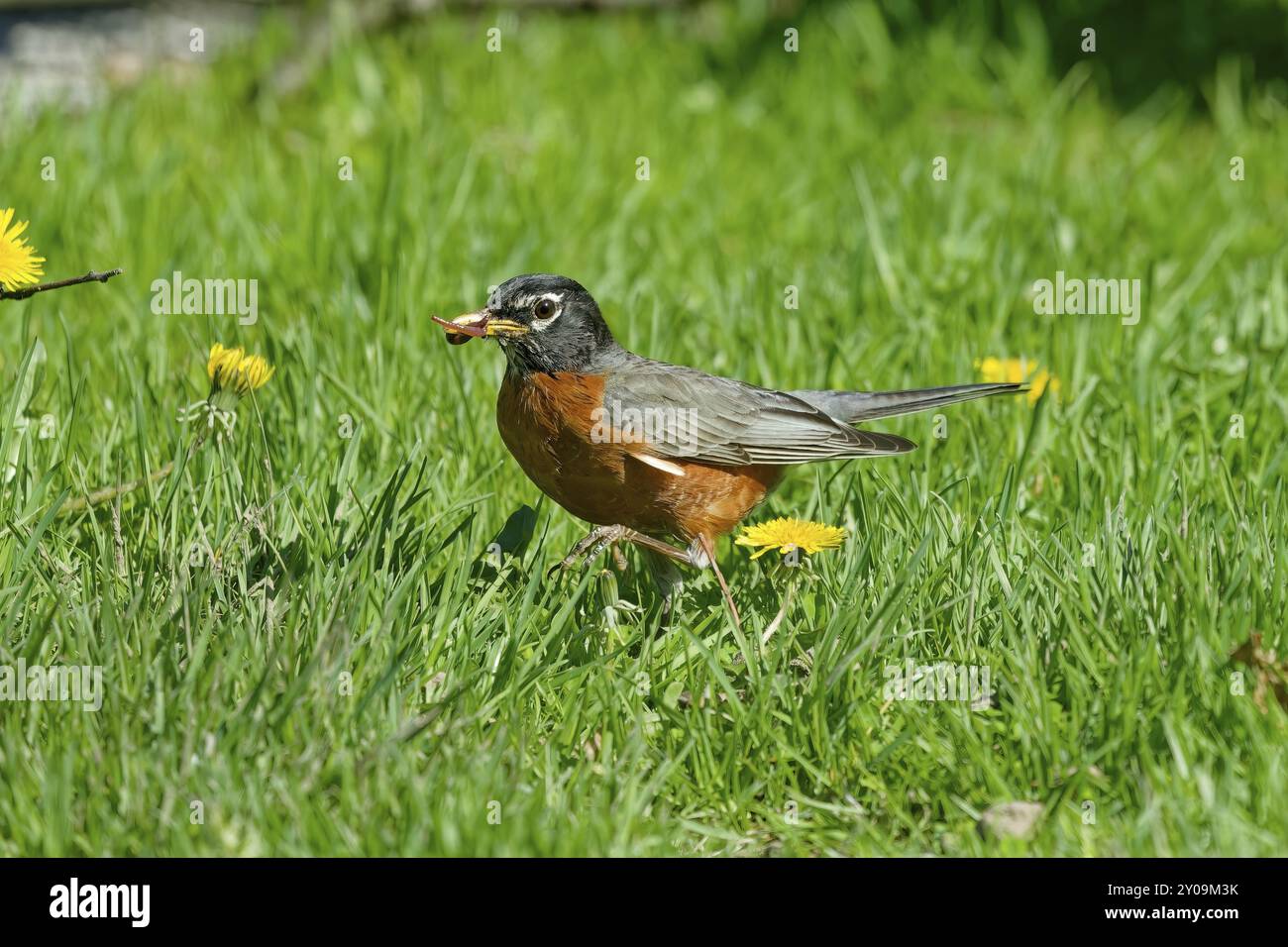 American robin (Turdus migratorius) bringt Würmer und Regenwürmer zu den Jungen Stockfoto